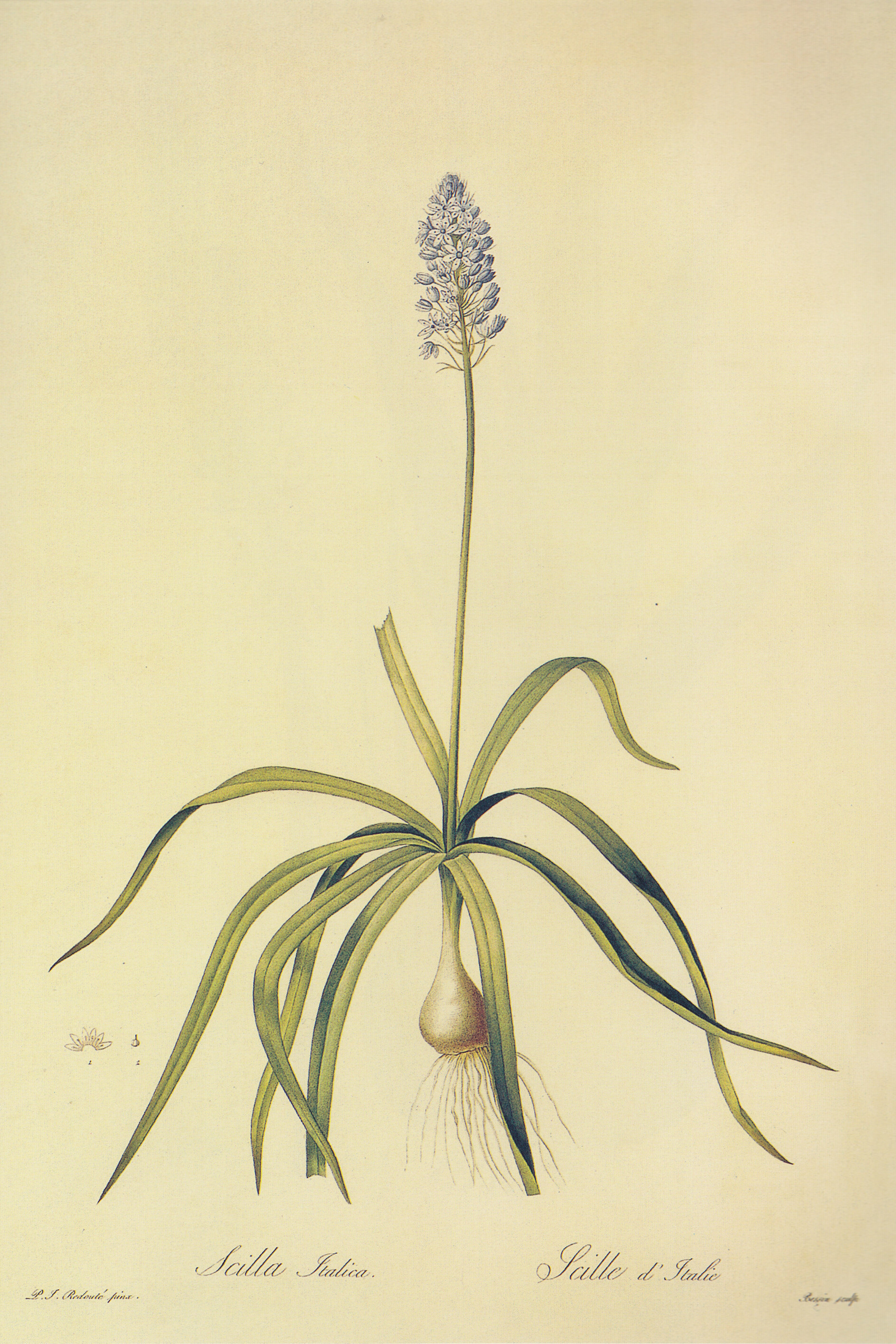 Italian Bluebell