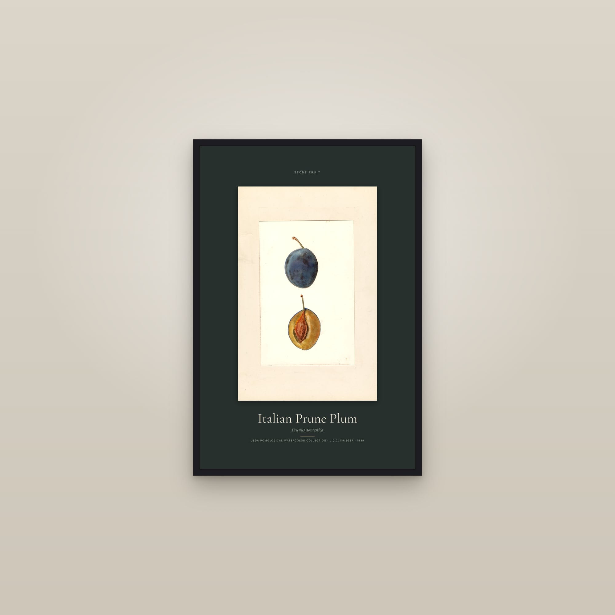 Italian Prune Plum — Specimen — framed in a gallery setting