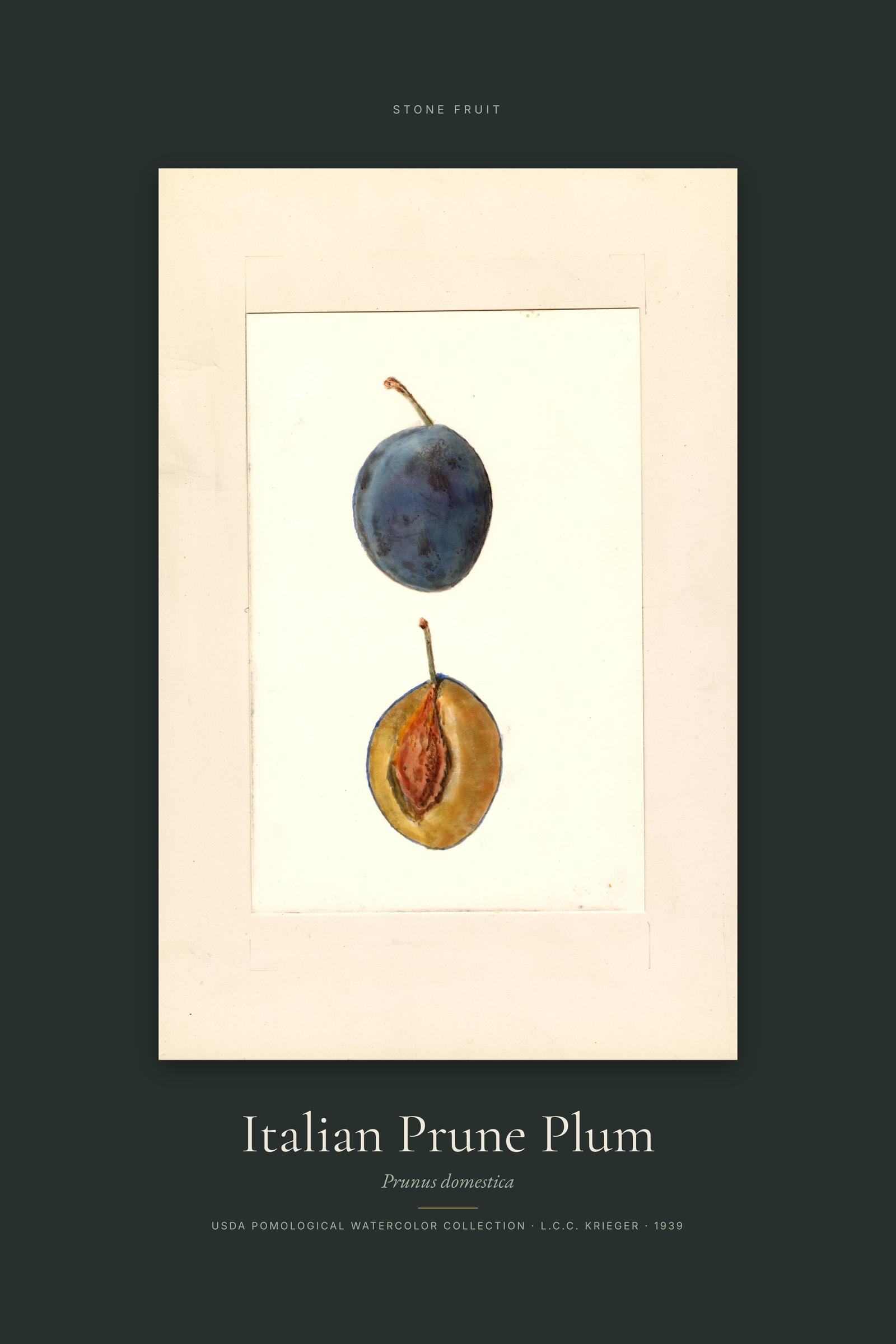 Italian Prune Plum — Specimen