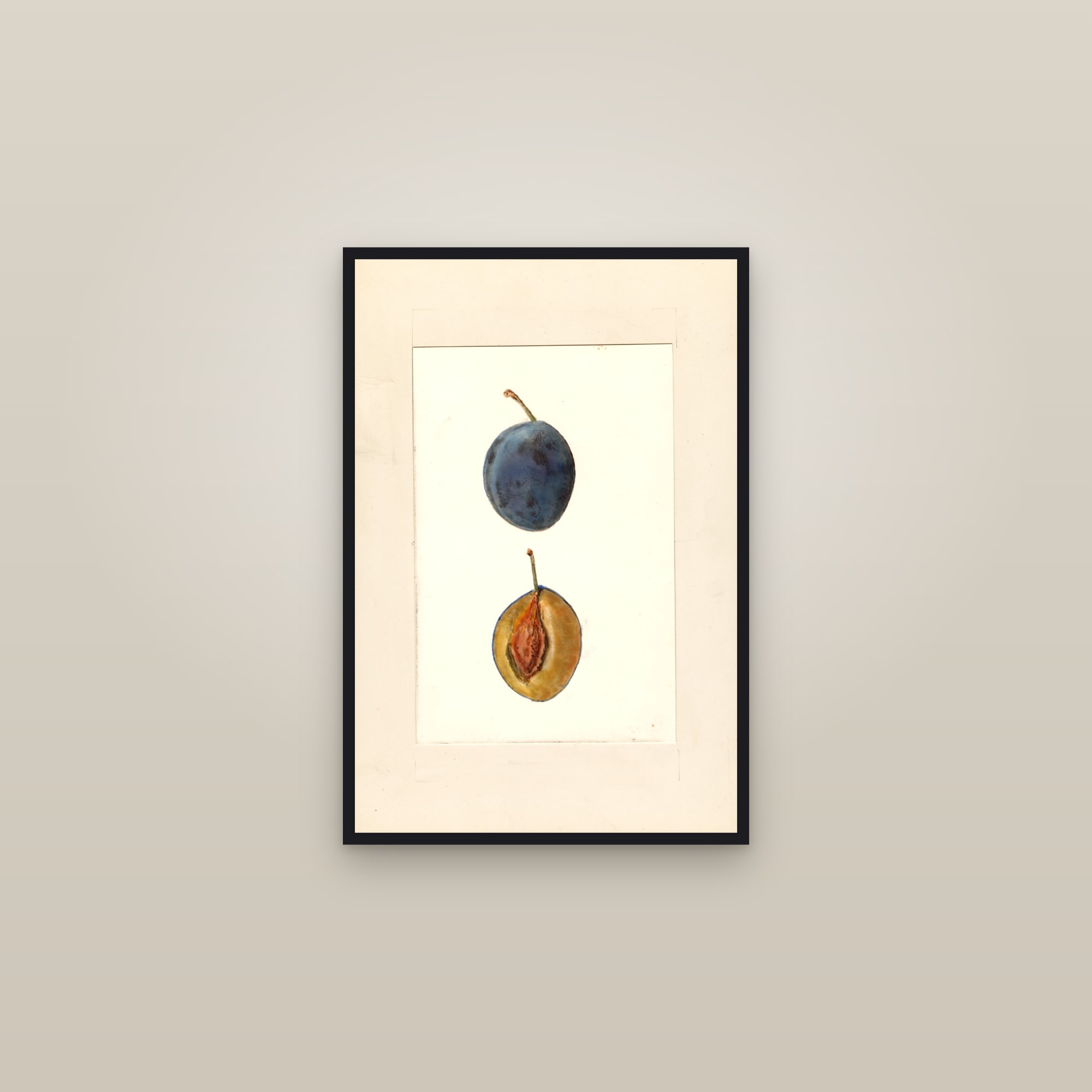 Italian Prune Plum — framed in a gallery setting