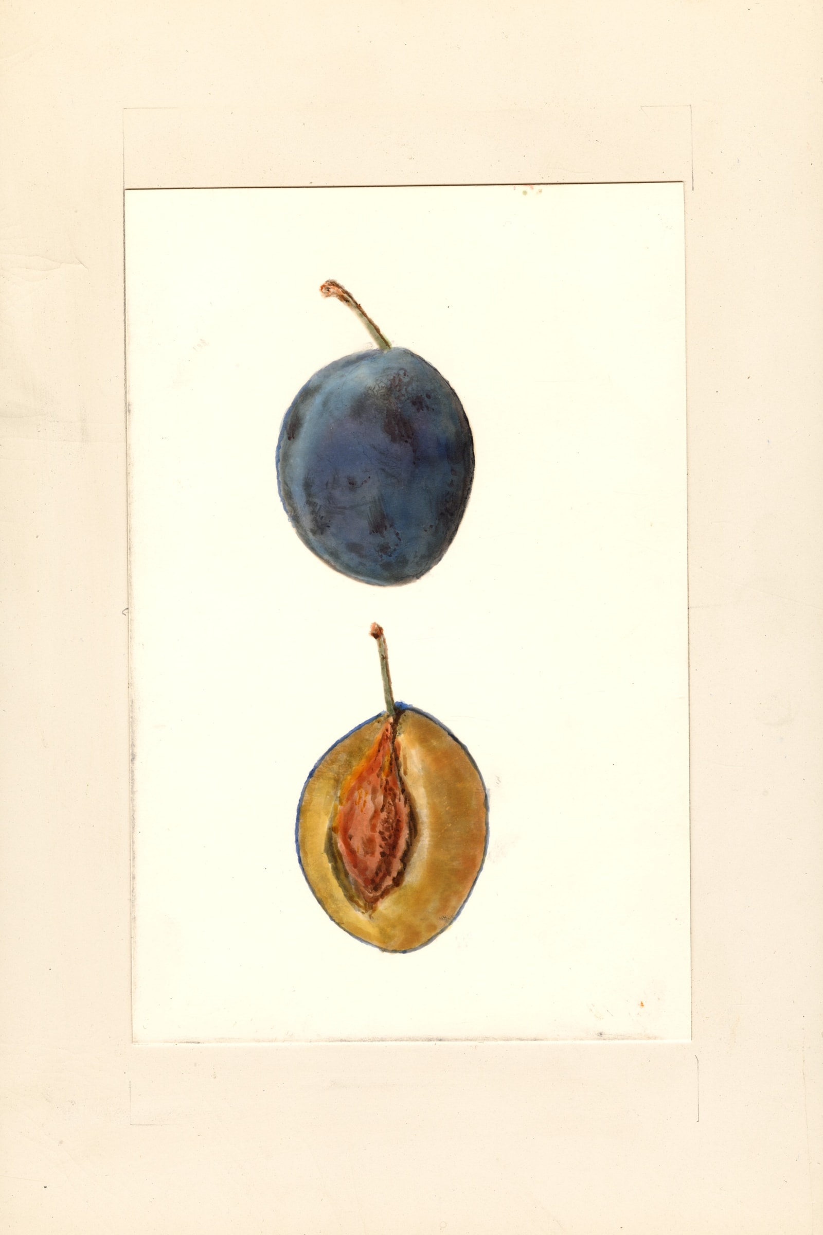 Italian Prune Plum