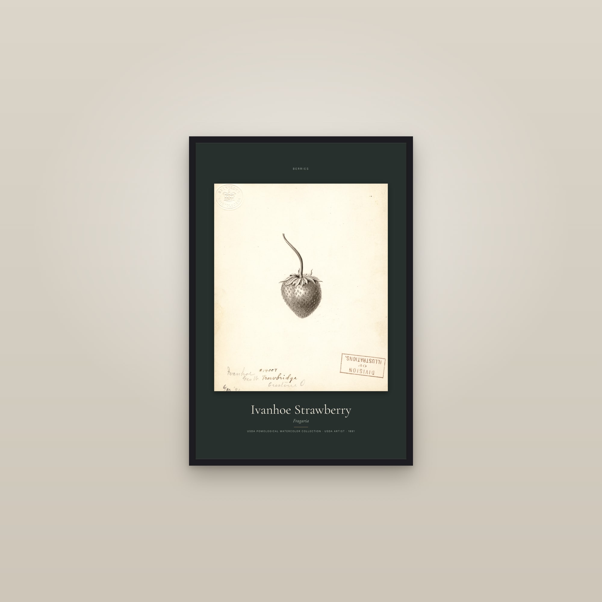 Ivanhoe Strawberry — Specimen — framed in a gallery setting
