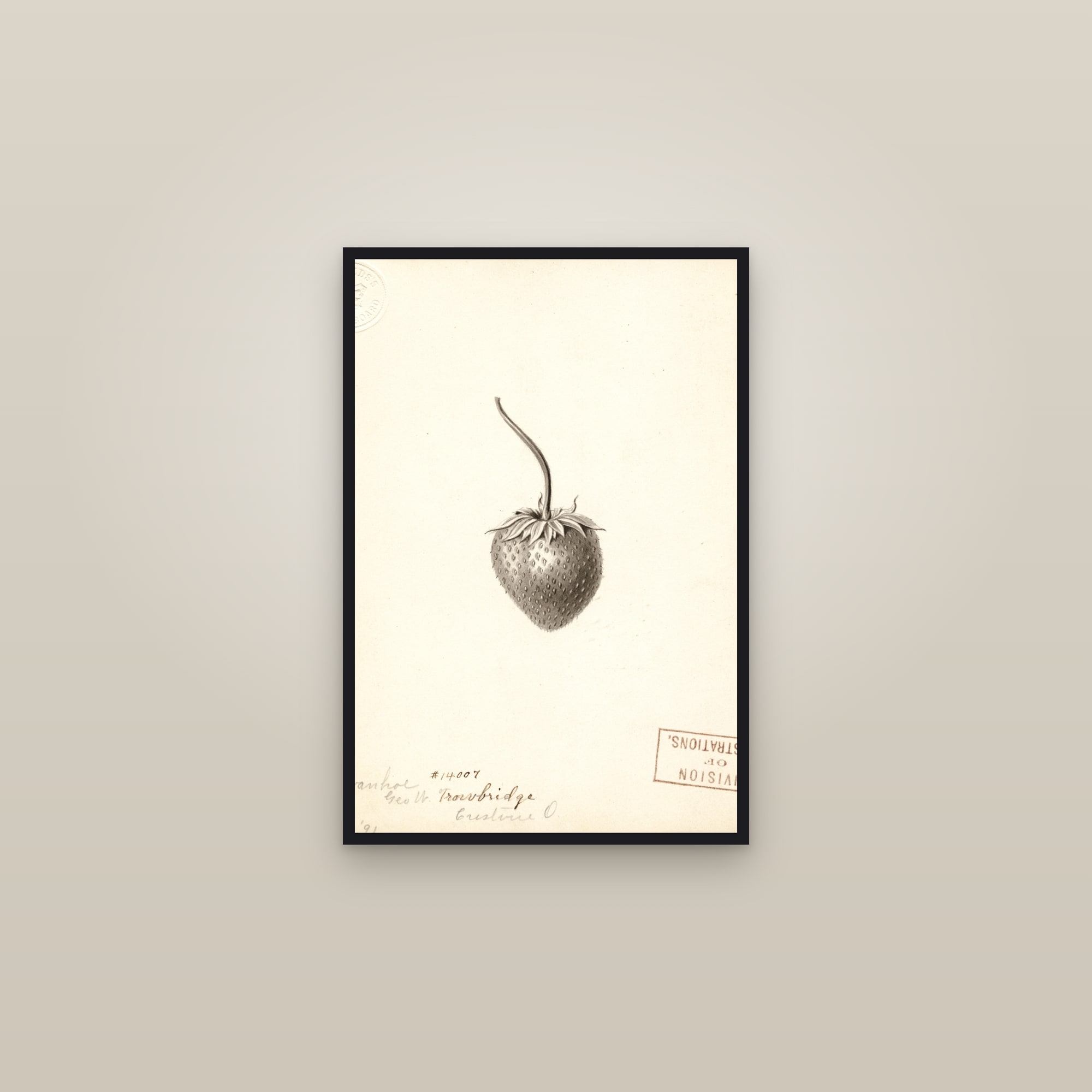 Ivanhoe Strawberry — framed in a gallery setting
