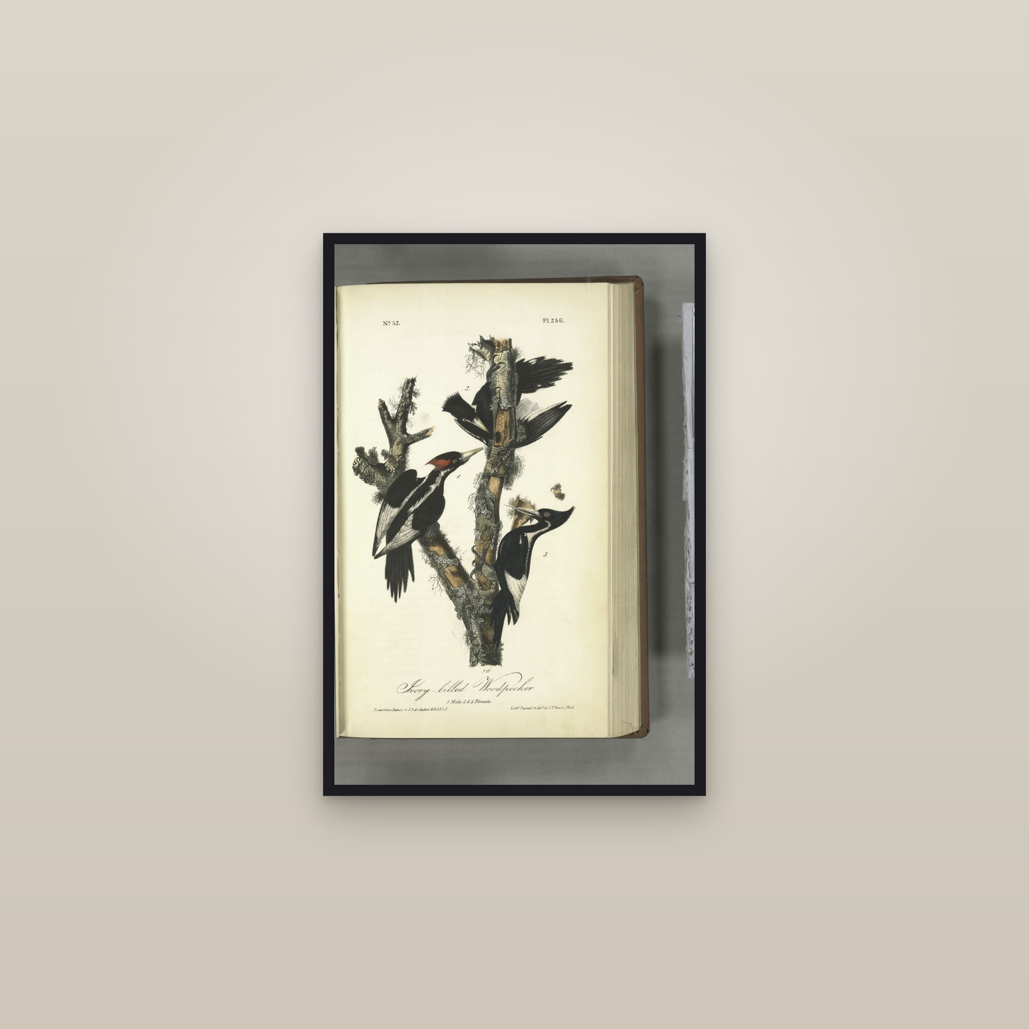 Ivory-billed Woodpecker — framed in a gallery setting