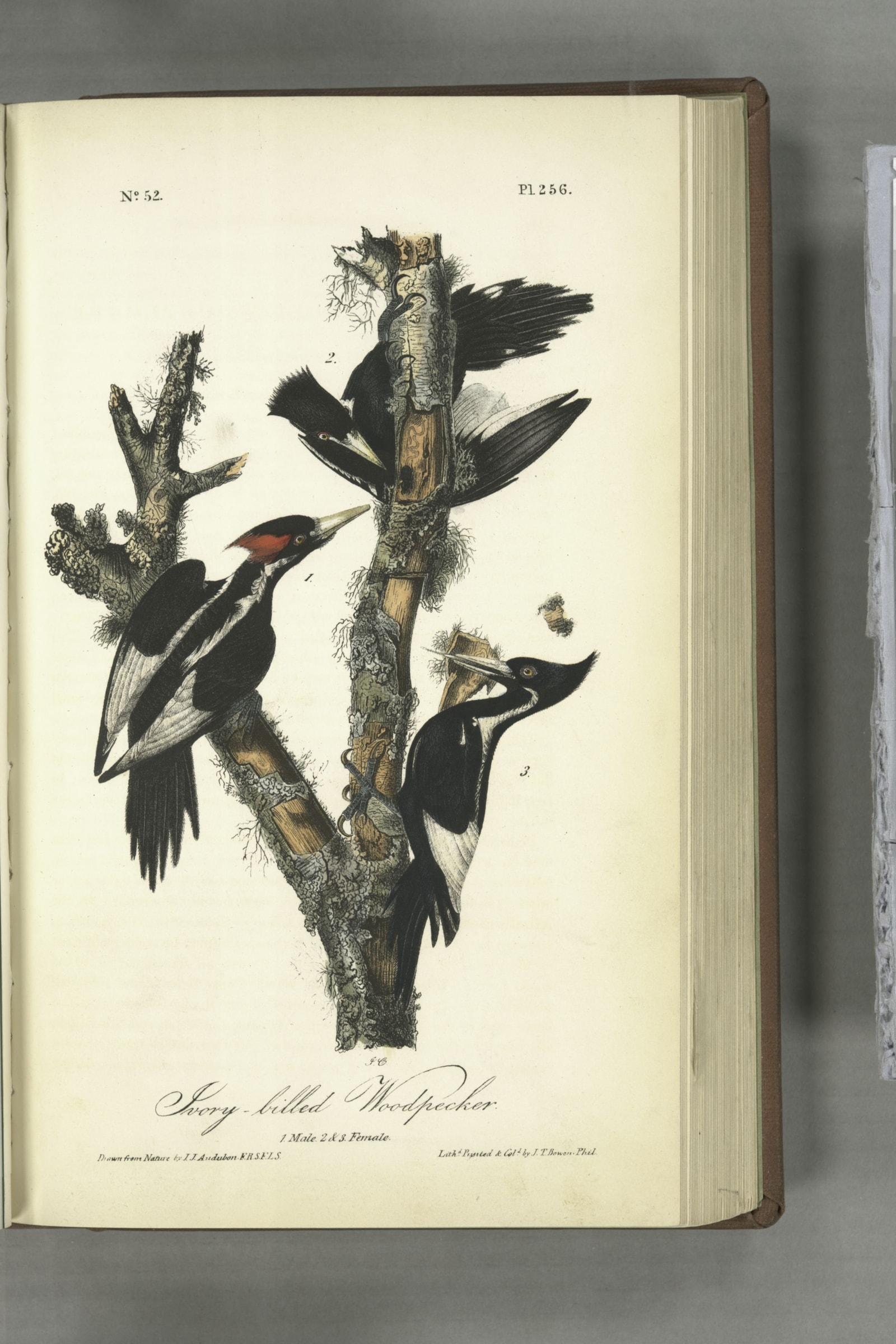 Ivory-billed Woodpecker
