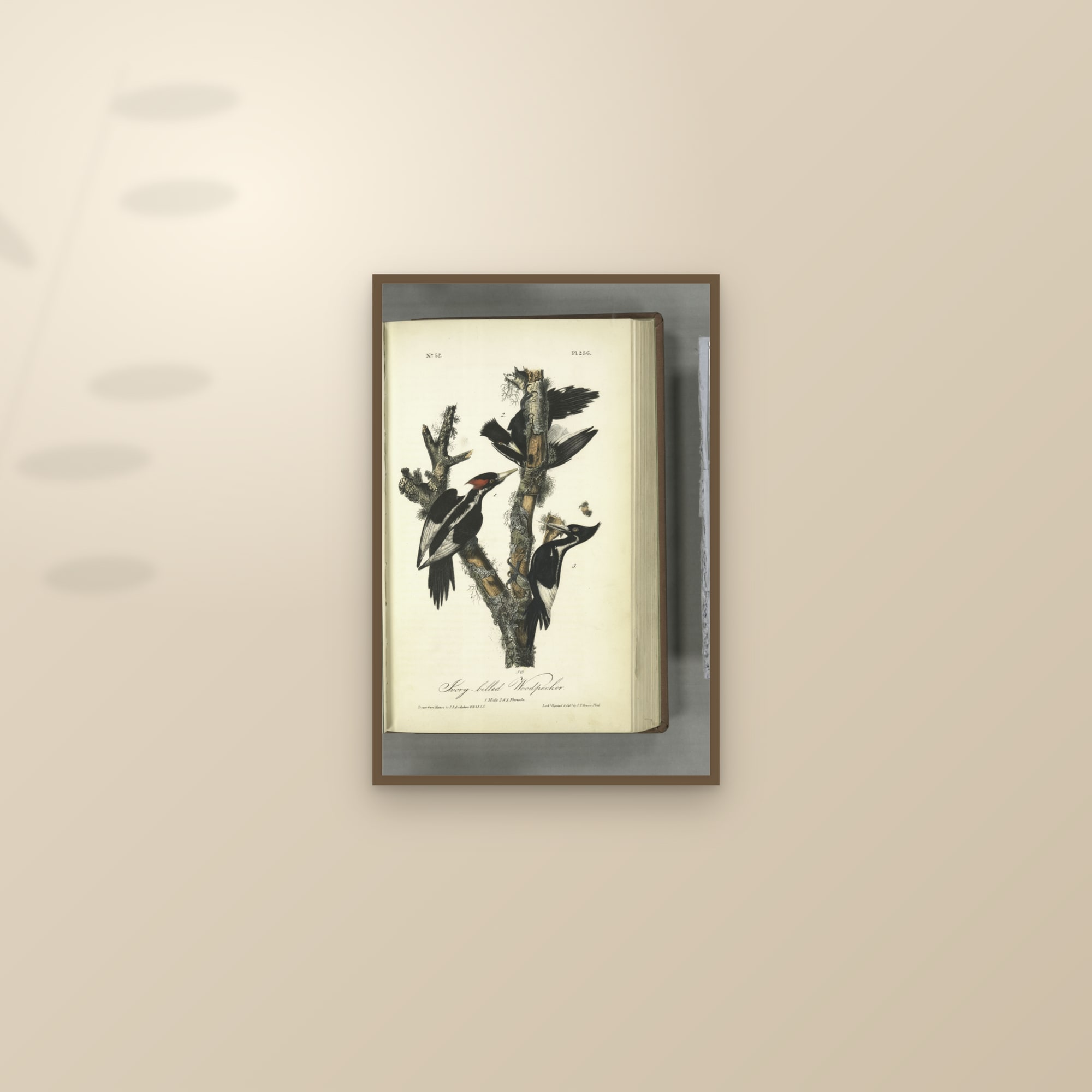 Ivory-billed Woodpecker — framed and styled on a sunlit wall