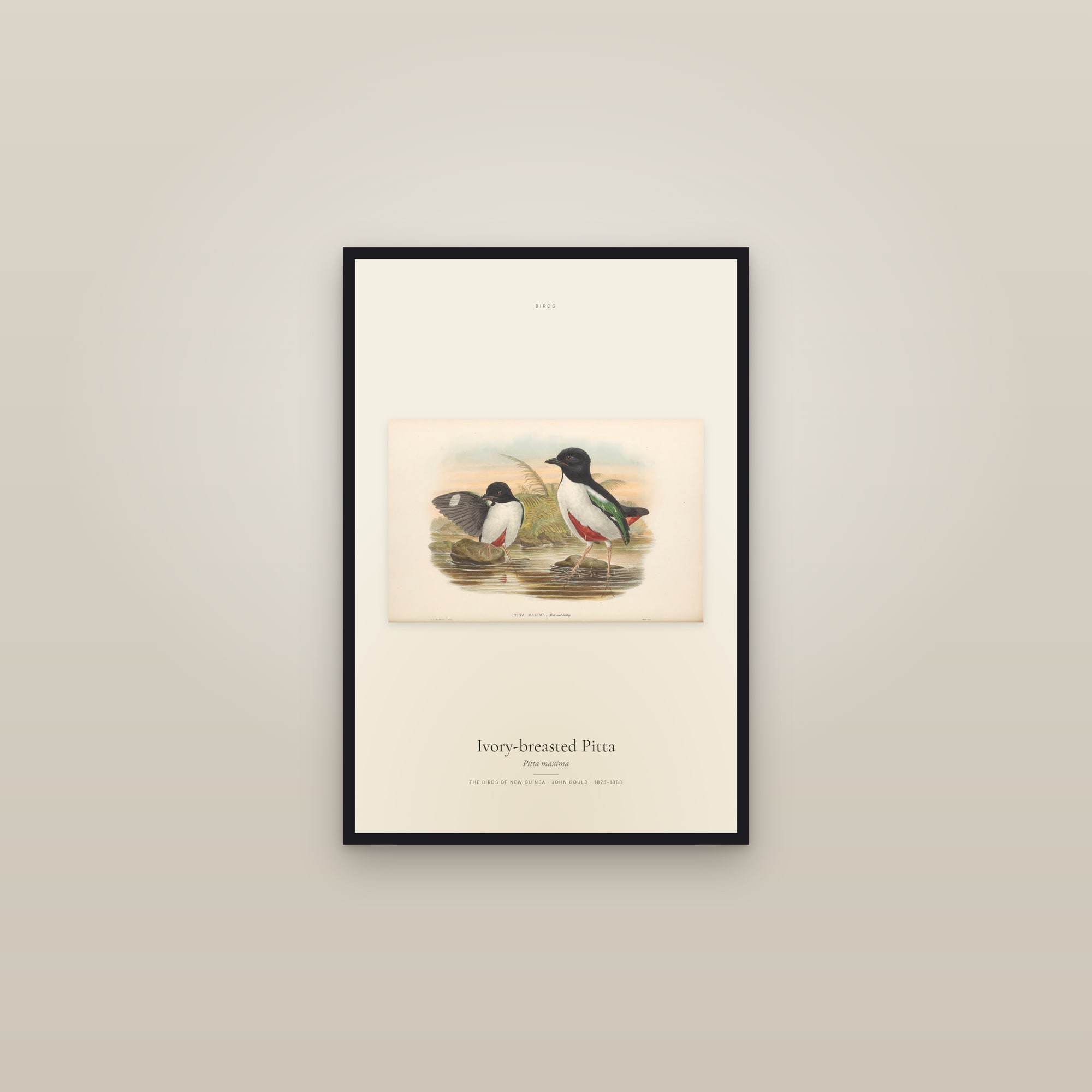 Ivory-breasted Pitta
