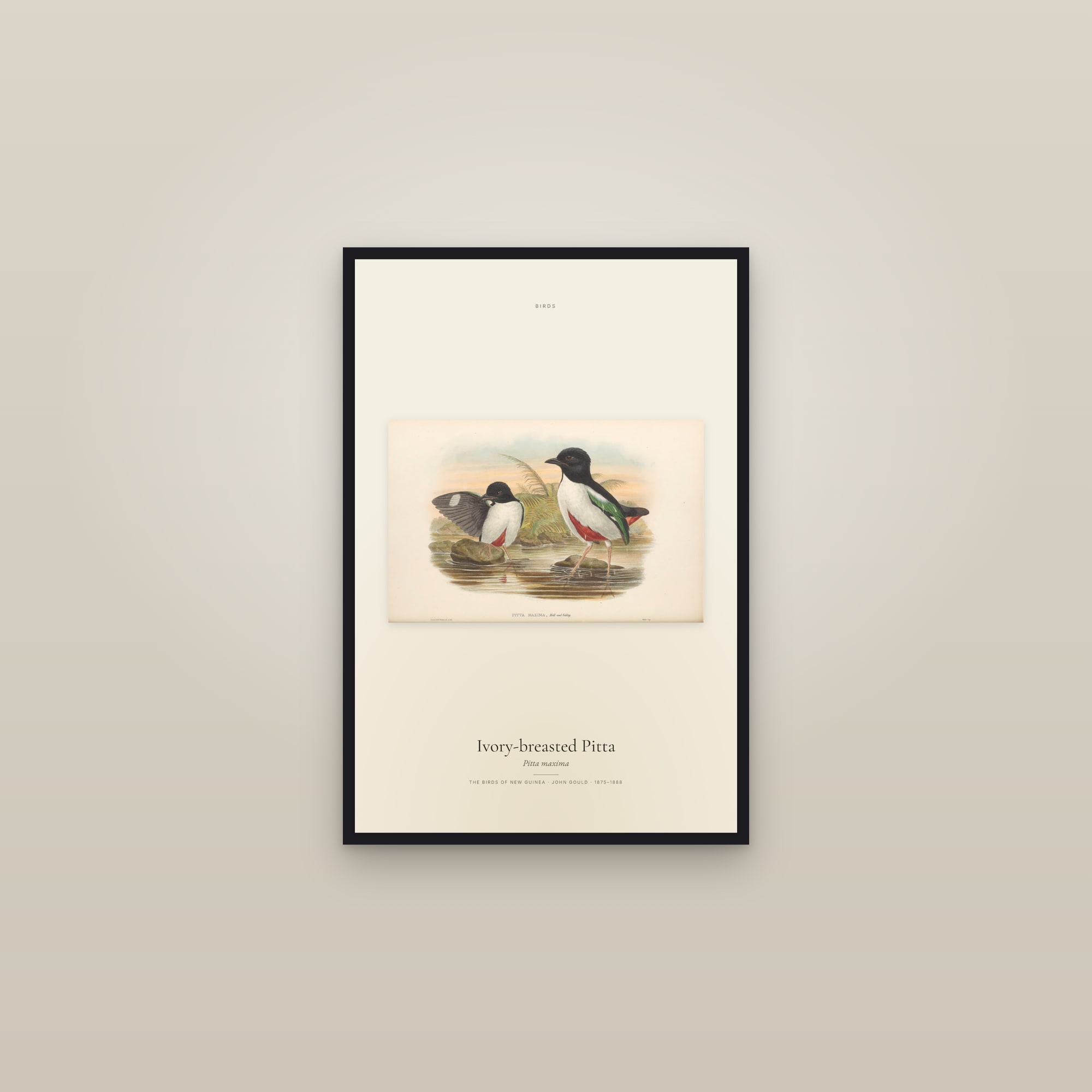 Ivory-breasted Pitta — framed in a gallery setting
