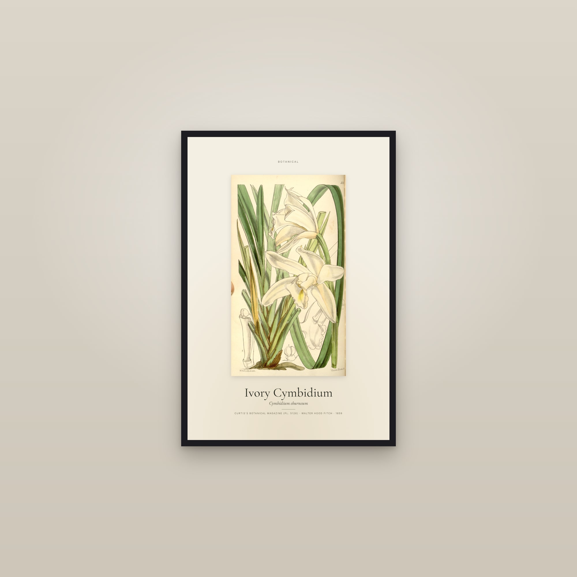 Ivory Cymbidium — Specimen — framed in a gallery setting