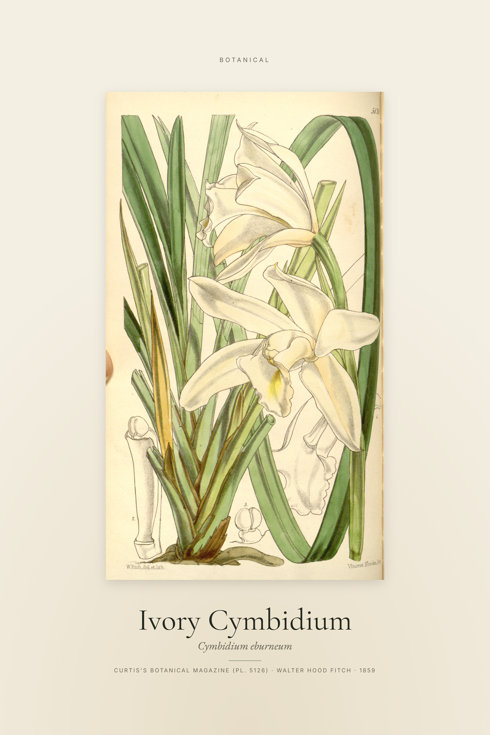 Ivory Cymbidium — Specimen