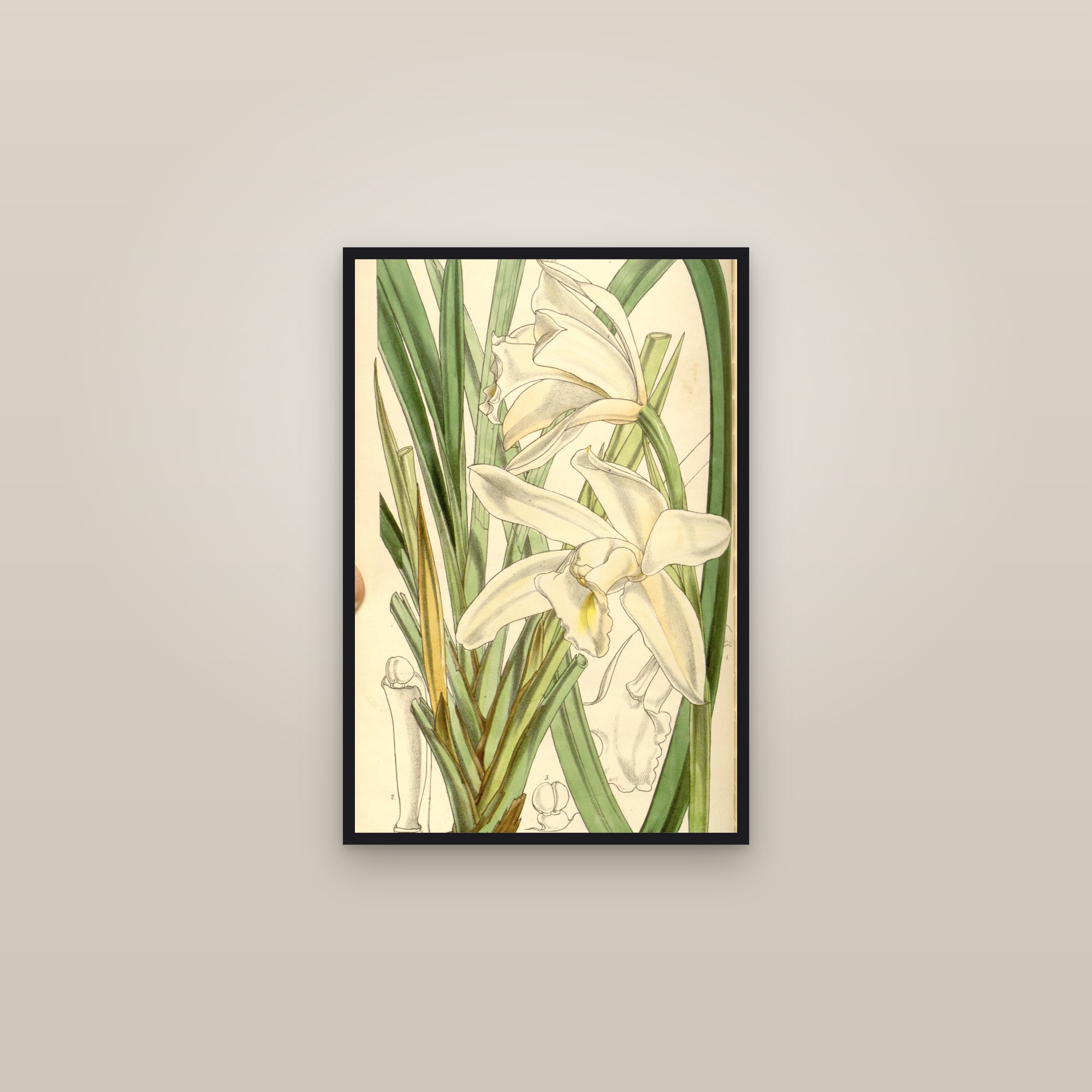Ivory Cymbidium — framed in a gallery setting