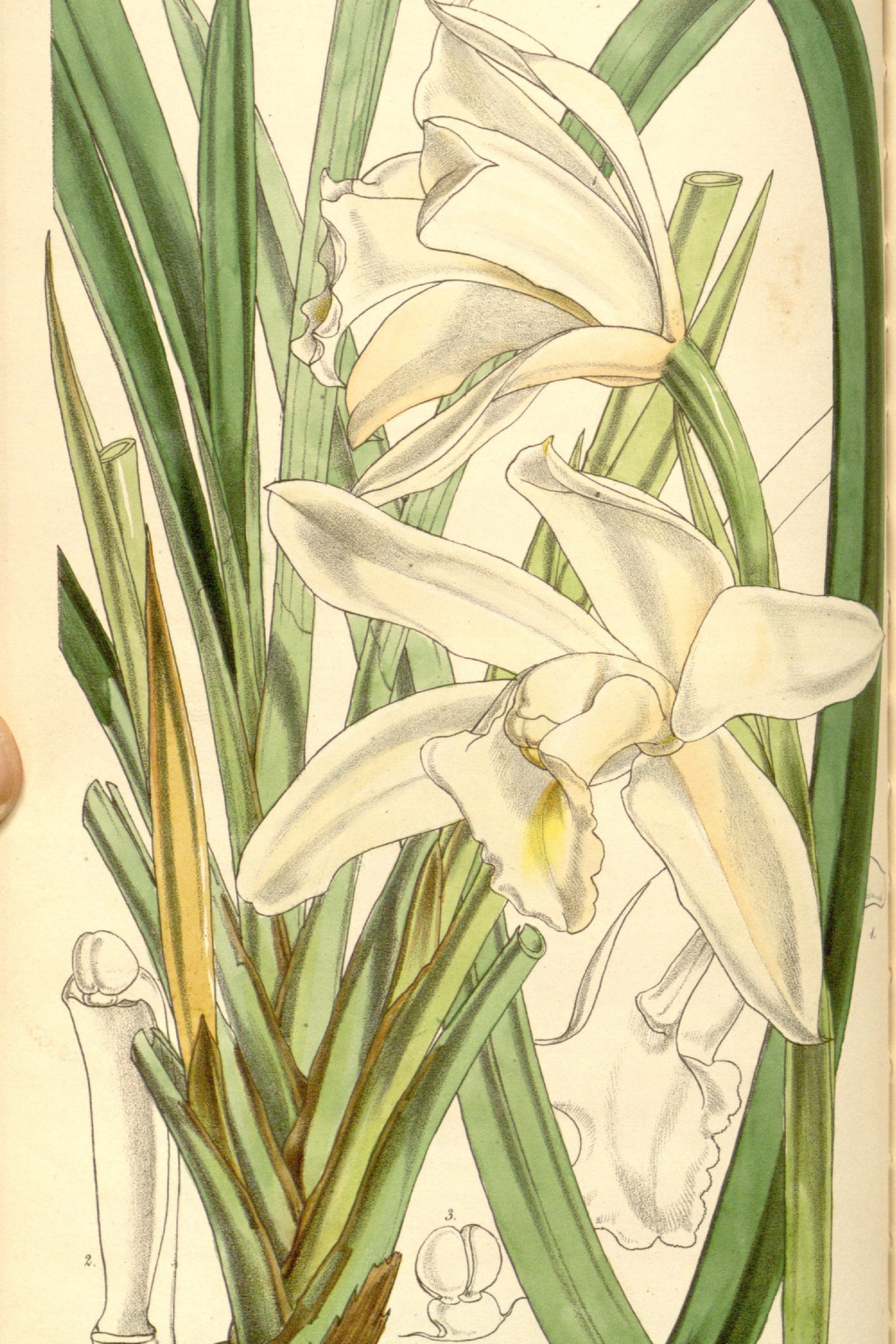 Ivory Cymbidium