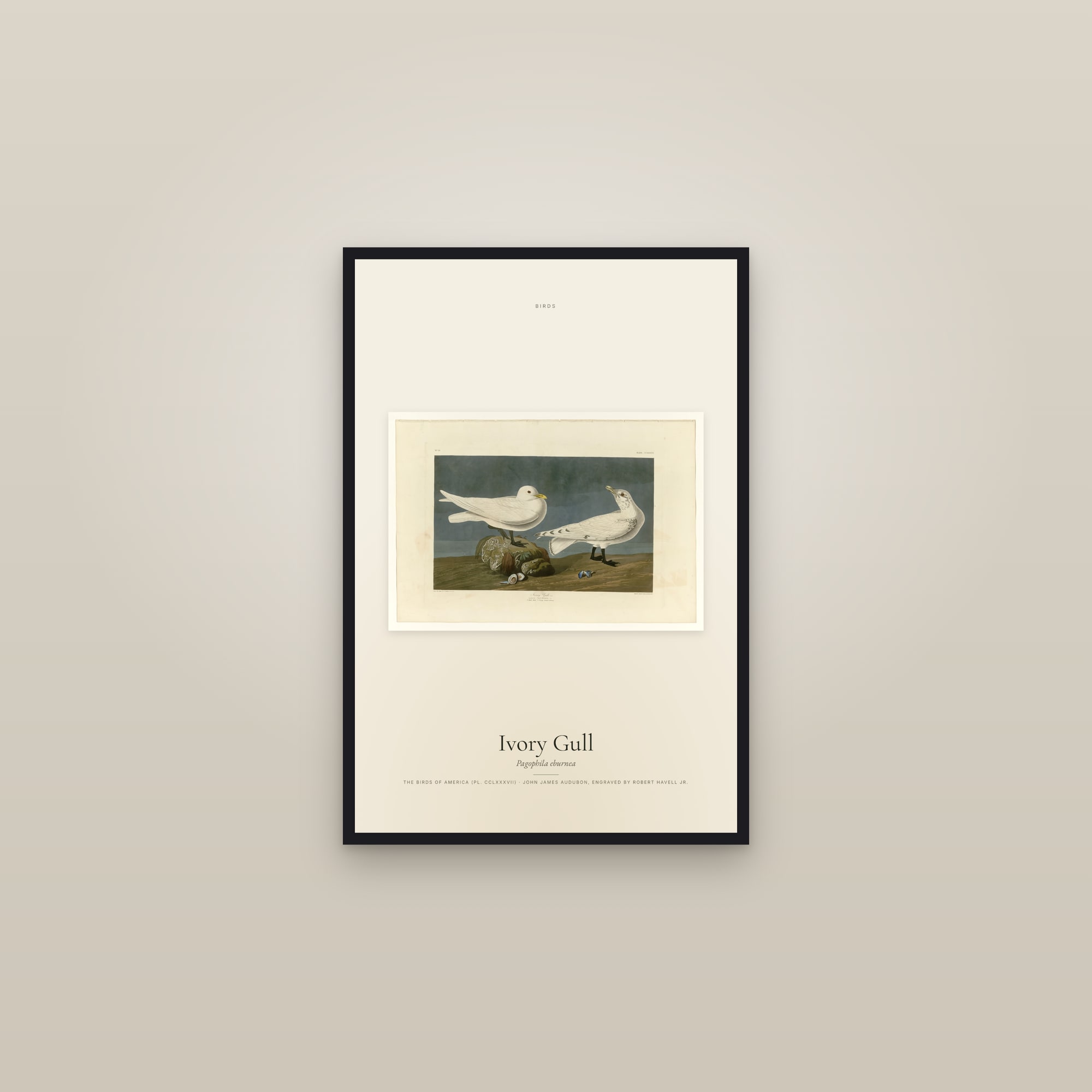 Ivory Gull — framed in a gallery setting