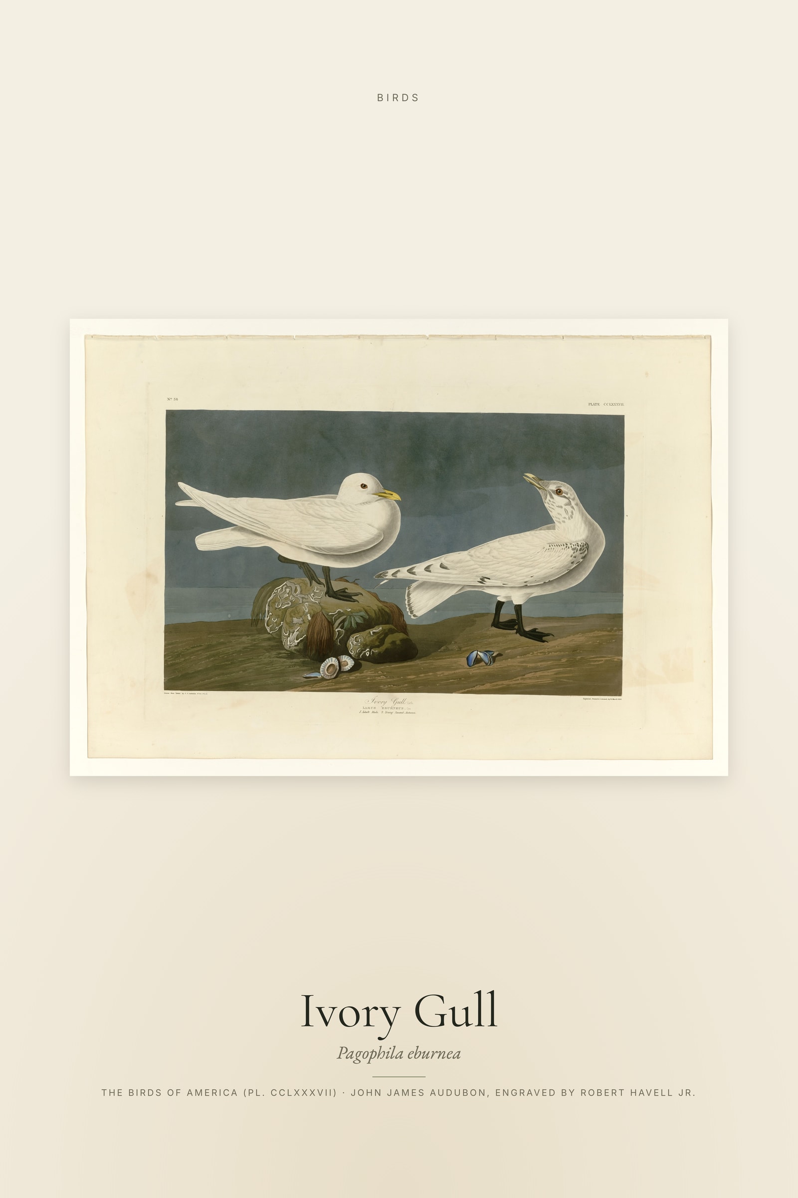 Ivory Gull