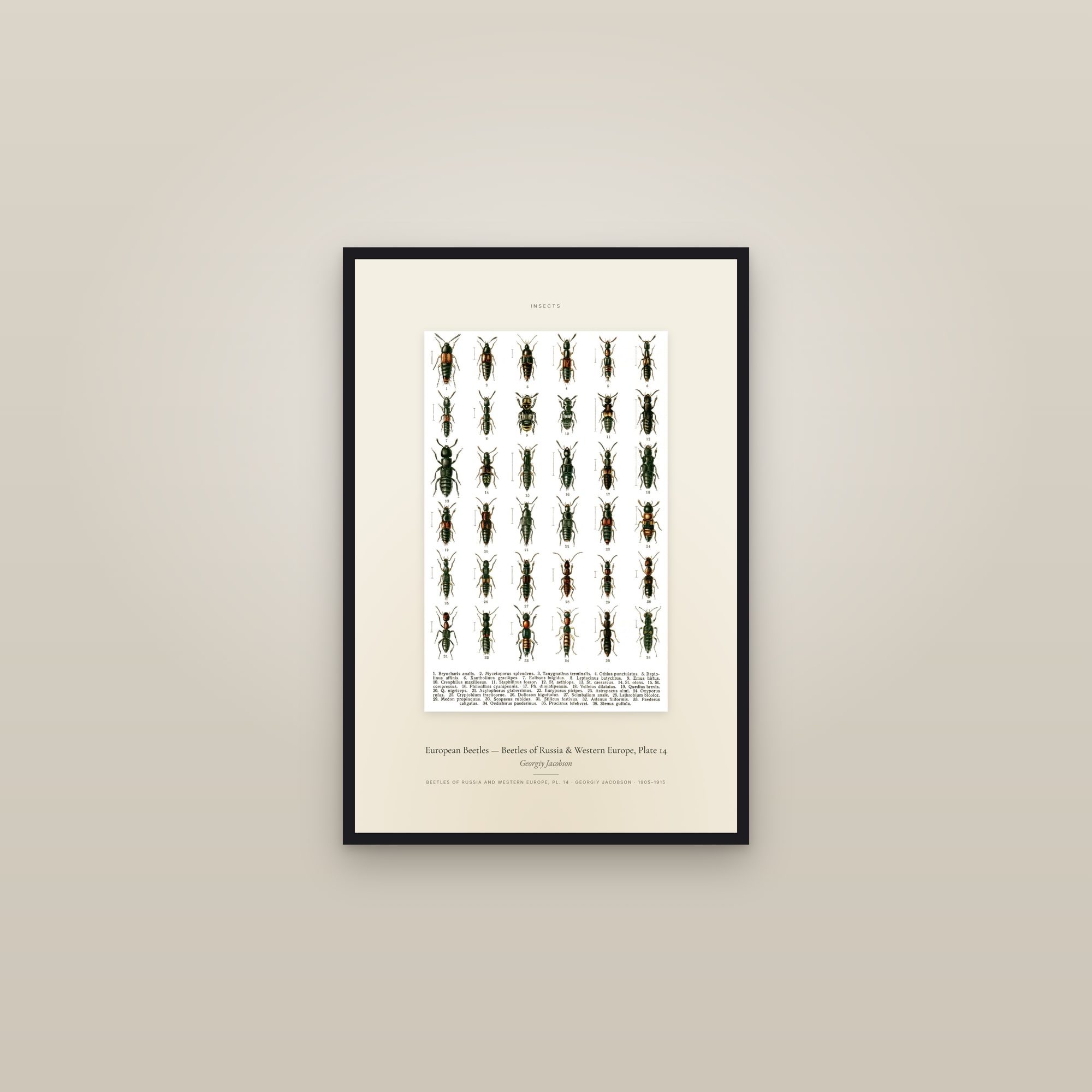 European Beetles (Plate 14) — Beetles of Russia & Western Europe, Plate 14 — Specimen — framed in a gallery setting