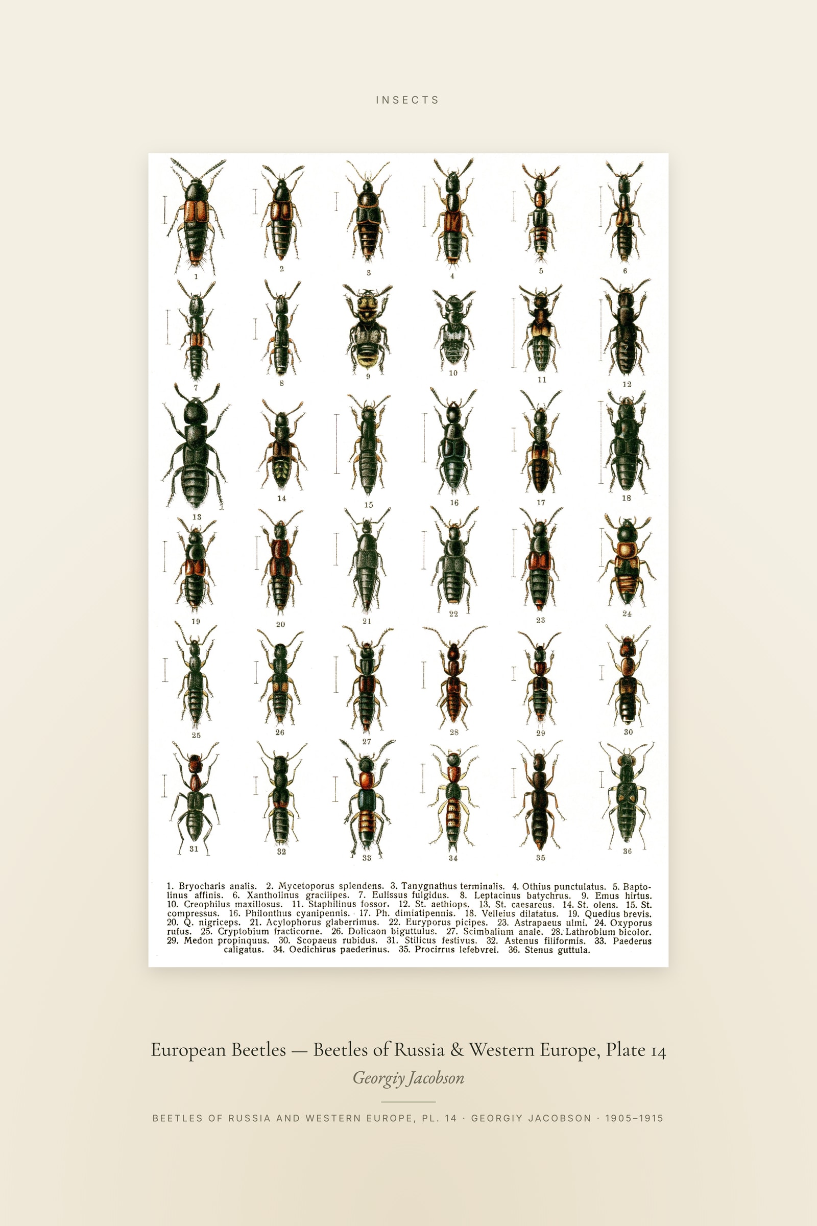 European Beetles (Plate 14) — Beetles of Russia & Western Europe, Plate 14 — Specimen