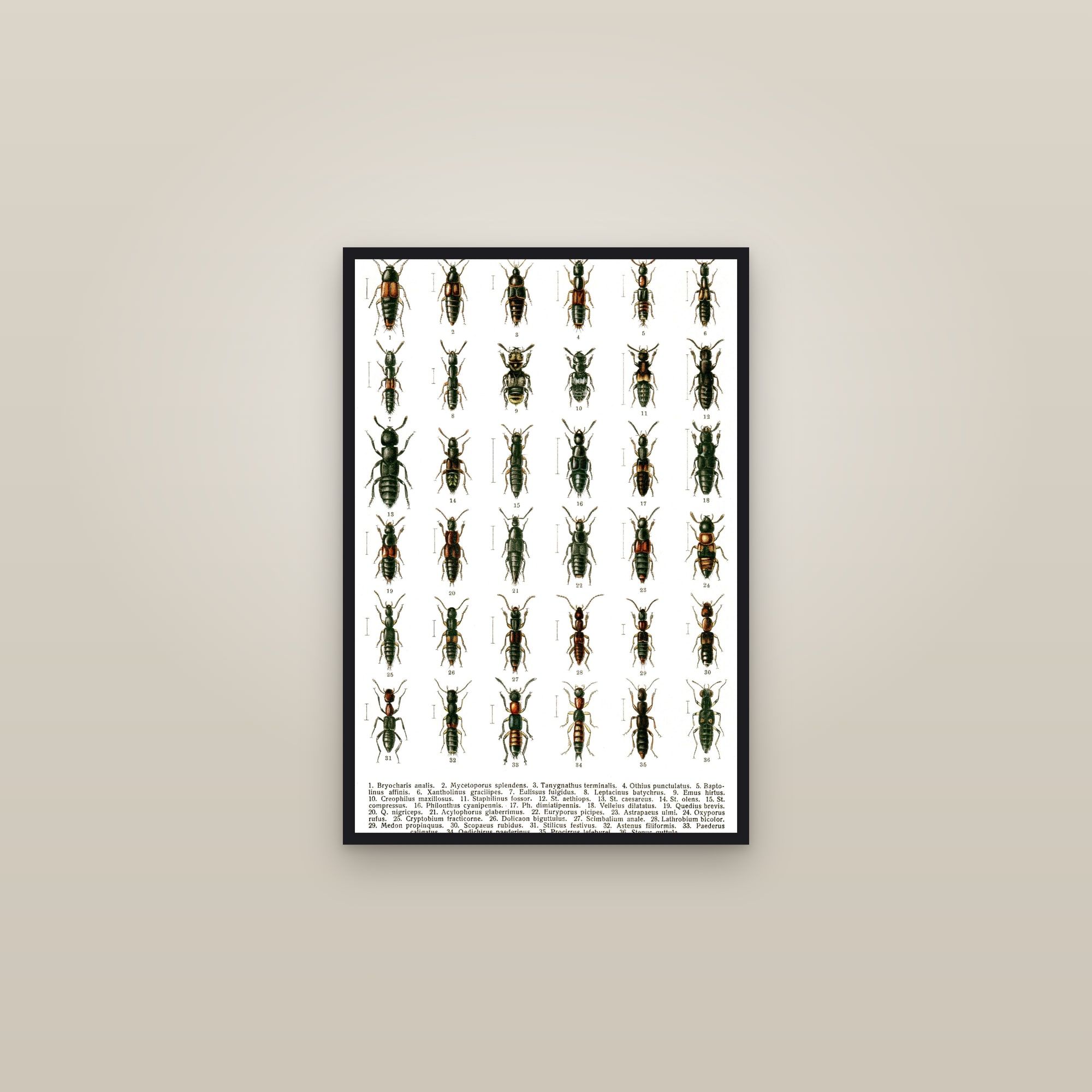 European Beetles (Plate 14) — Beetles of Russia & Western Europe, Plate 14 — framed in a gallery setting