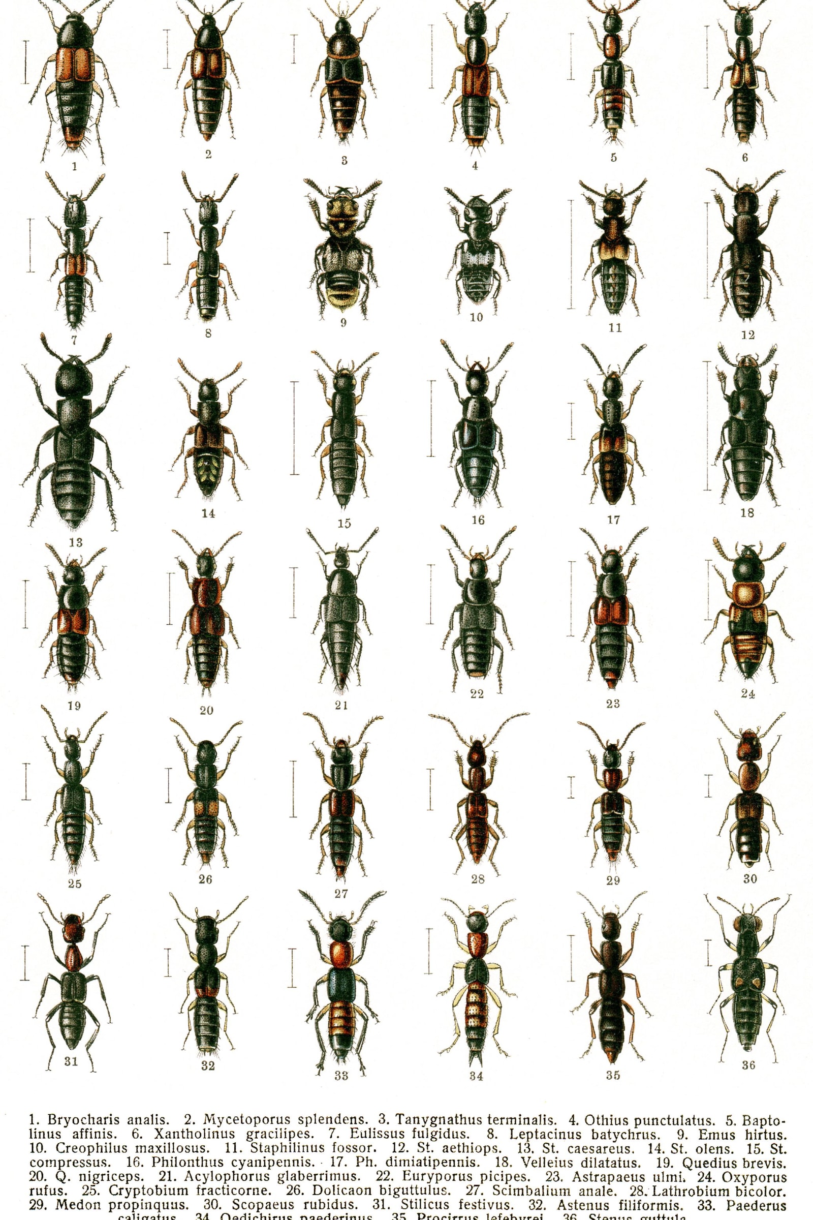 European Beetles (Plate 14) — Beetles of Russia & Western Europe, Plate 14