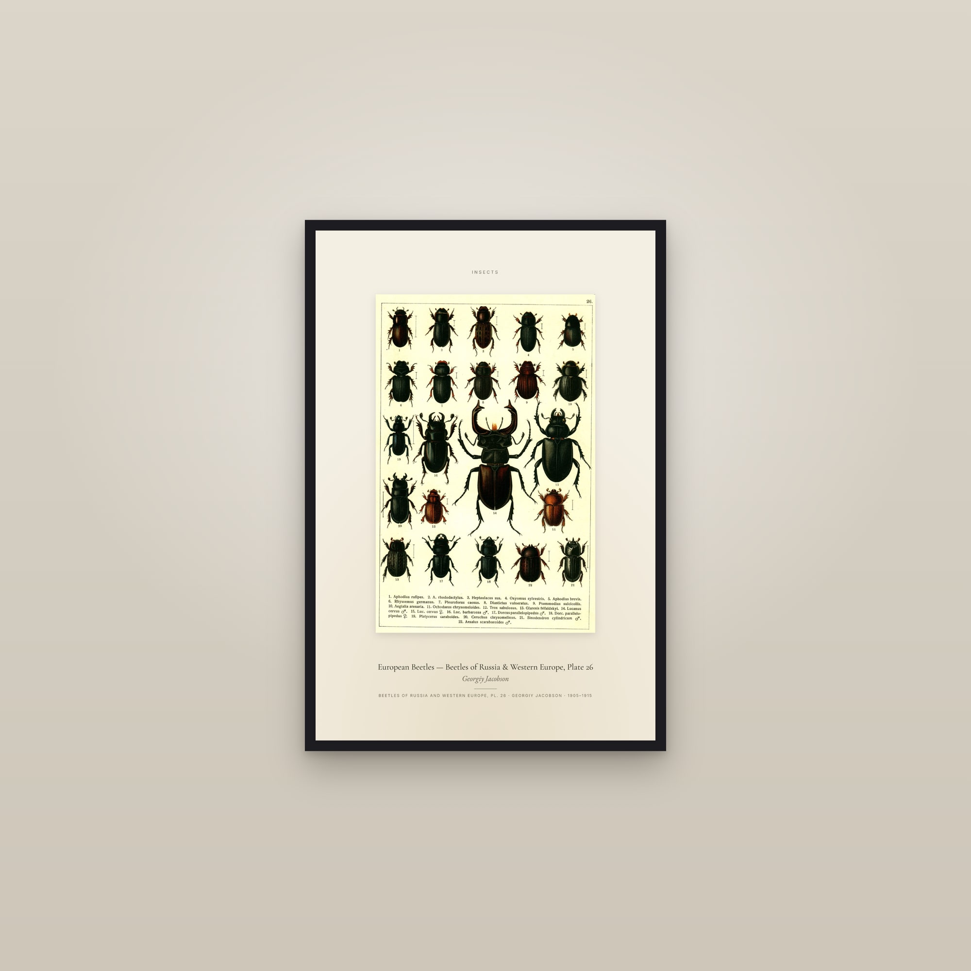 European Beetles (Plate 26) — Beetles of Russia & Western Europe, Plate 26 — Specimen — framed in a gallery setting