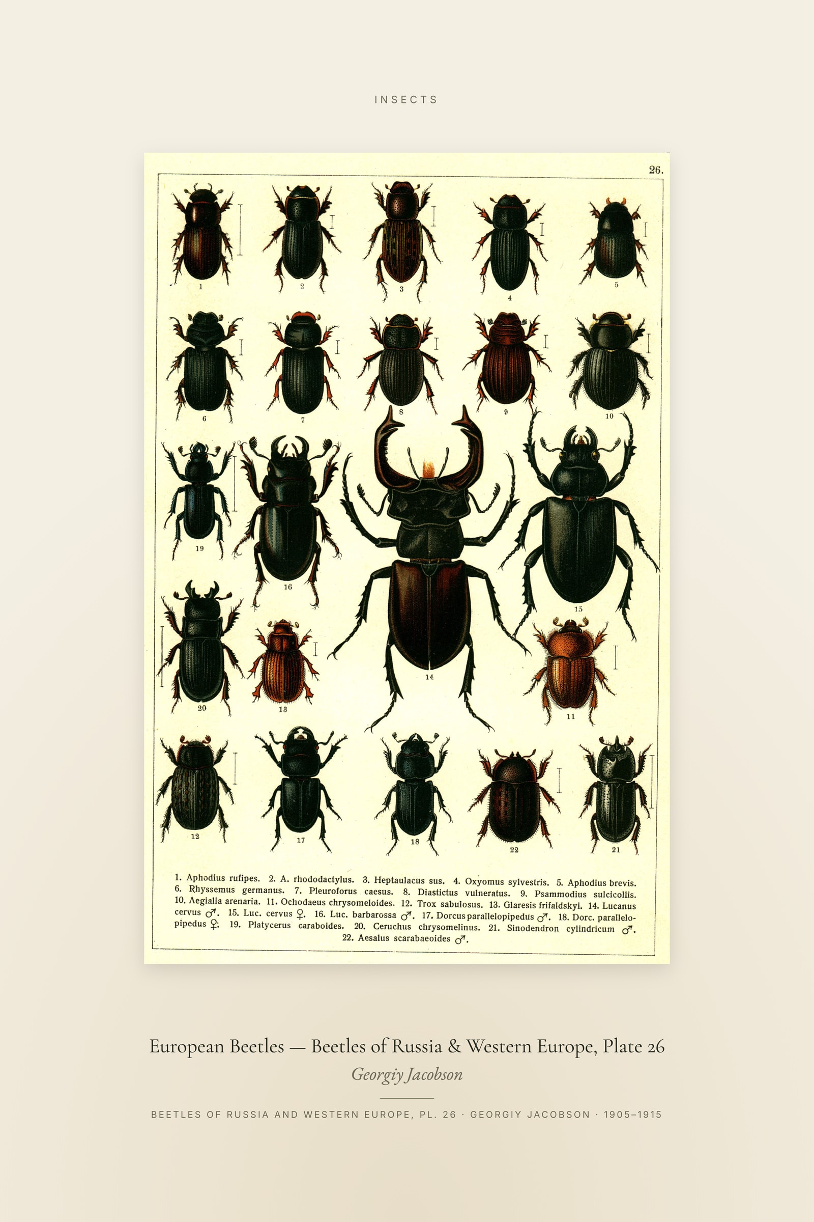 European Beetles (Plate 26) — Beetles of Russia & Western Europe, Plate 26 — Specimen