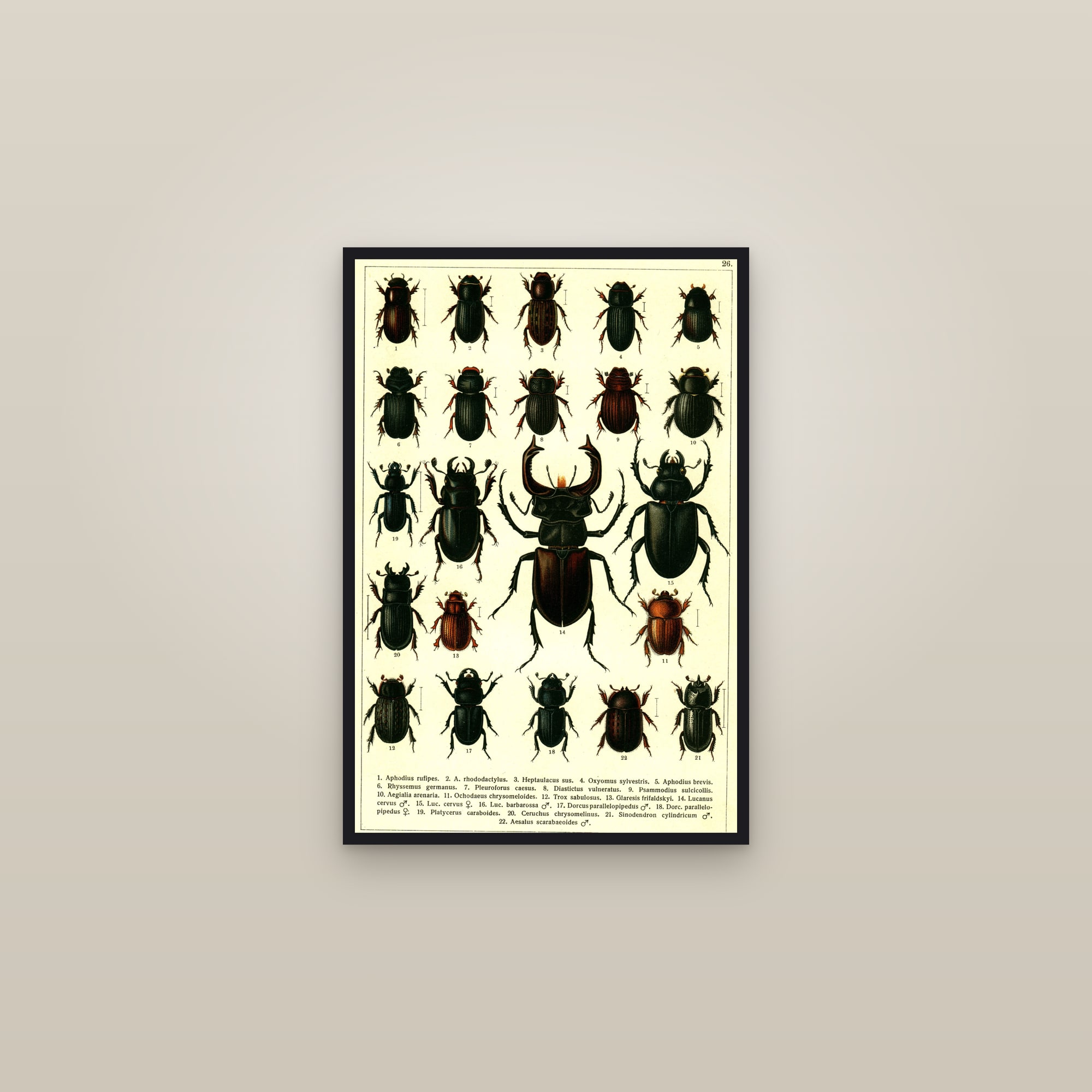 European Beetles (Plate 26) — Beetles of Russia & Western Europe, Plate 26 — framed in a gallery setting