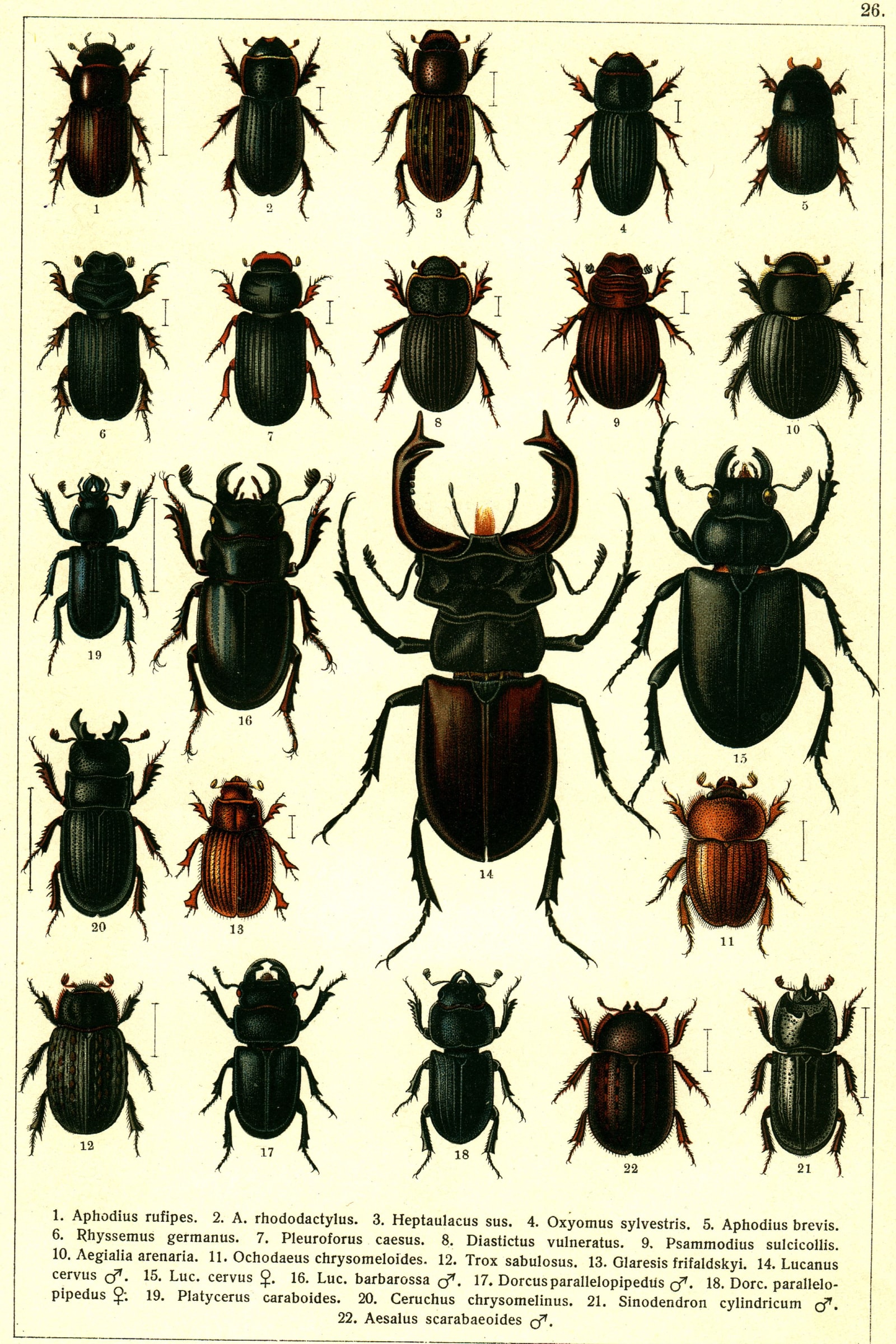 European Beetles (Plate 26) — Beetles of Russia & Western Europe, Plate 26