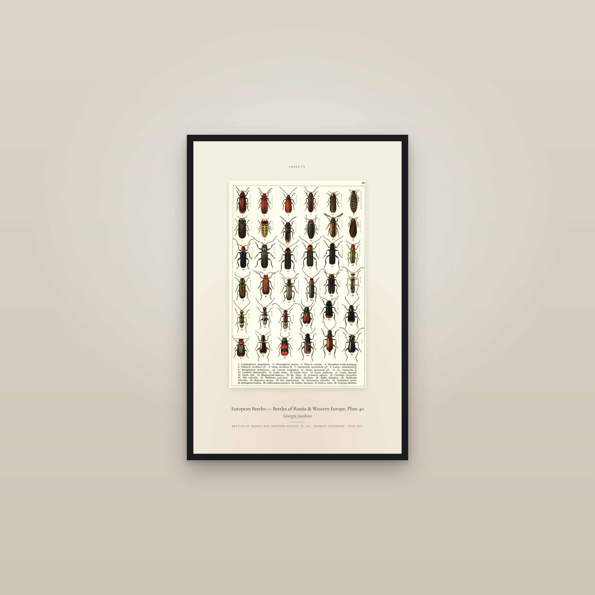 European Beetles (Plate 40) — Beetles of Russia & Western Europe, Plate 40 — Specimen — framed in a gallery setting