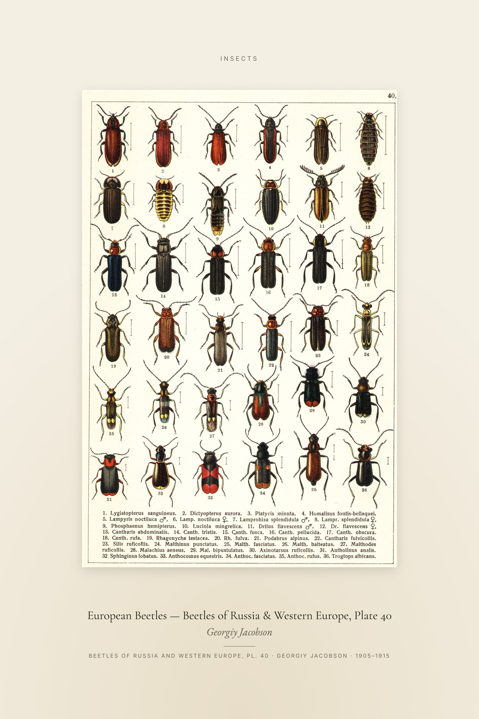 European Beetles (Plate 40) — Beetles of Russia & Western Europe, Plate 40 — Specimen