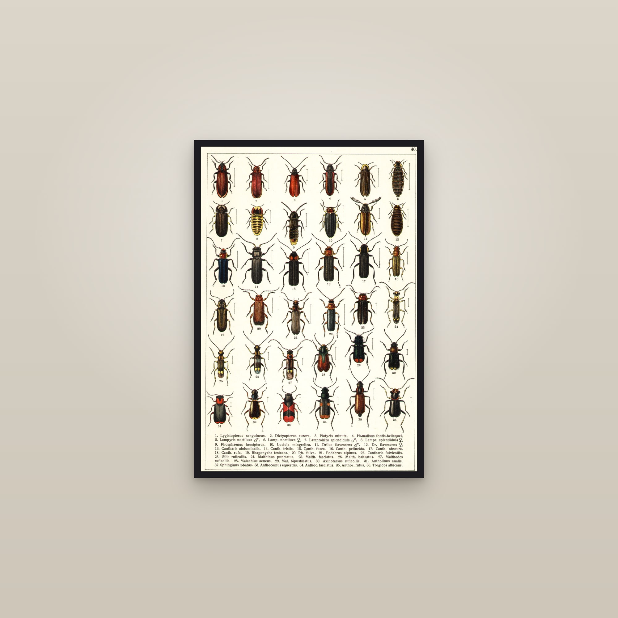 European Beetles (Plate 40) — Beetles of Russia & Western Europe, Plate 40 — framed in a gallery setting