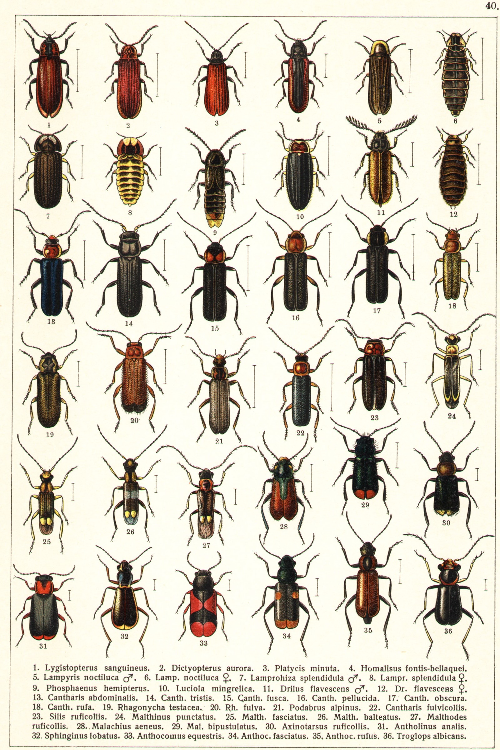 European Beetles (Plate 40) — Beetles of Russia & Western Europe, Plate 40