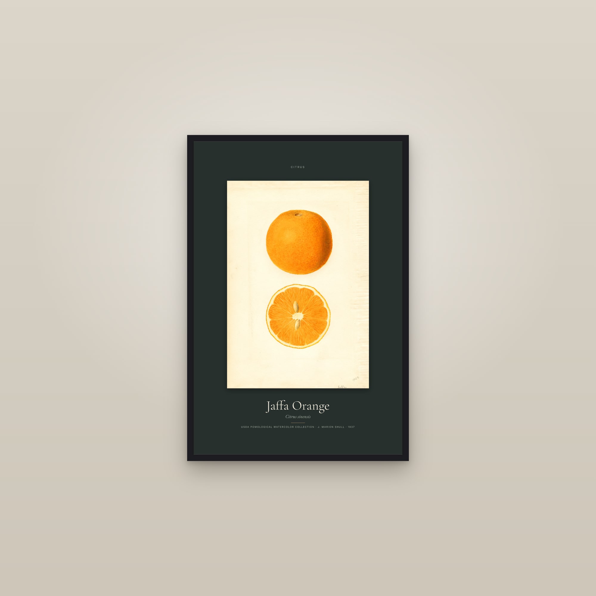 Jaffa Orange — Specimen — framed in a gallery setting