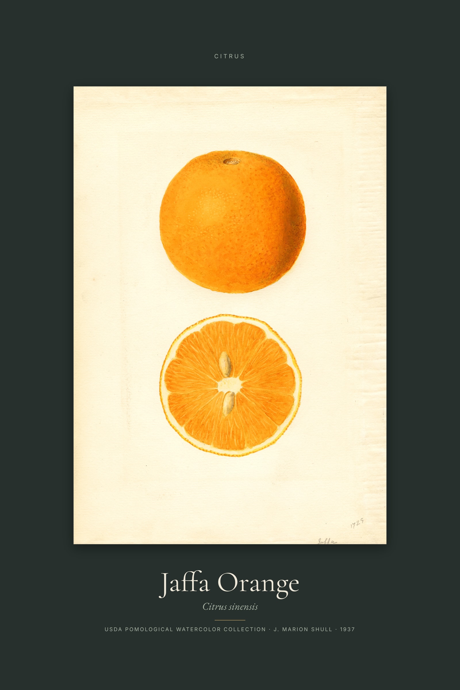Jaffa Orange — Specimen
