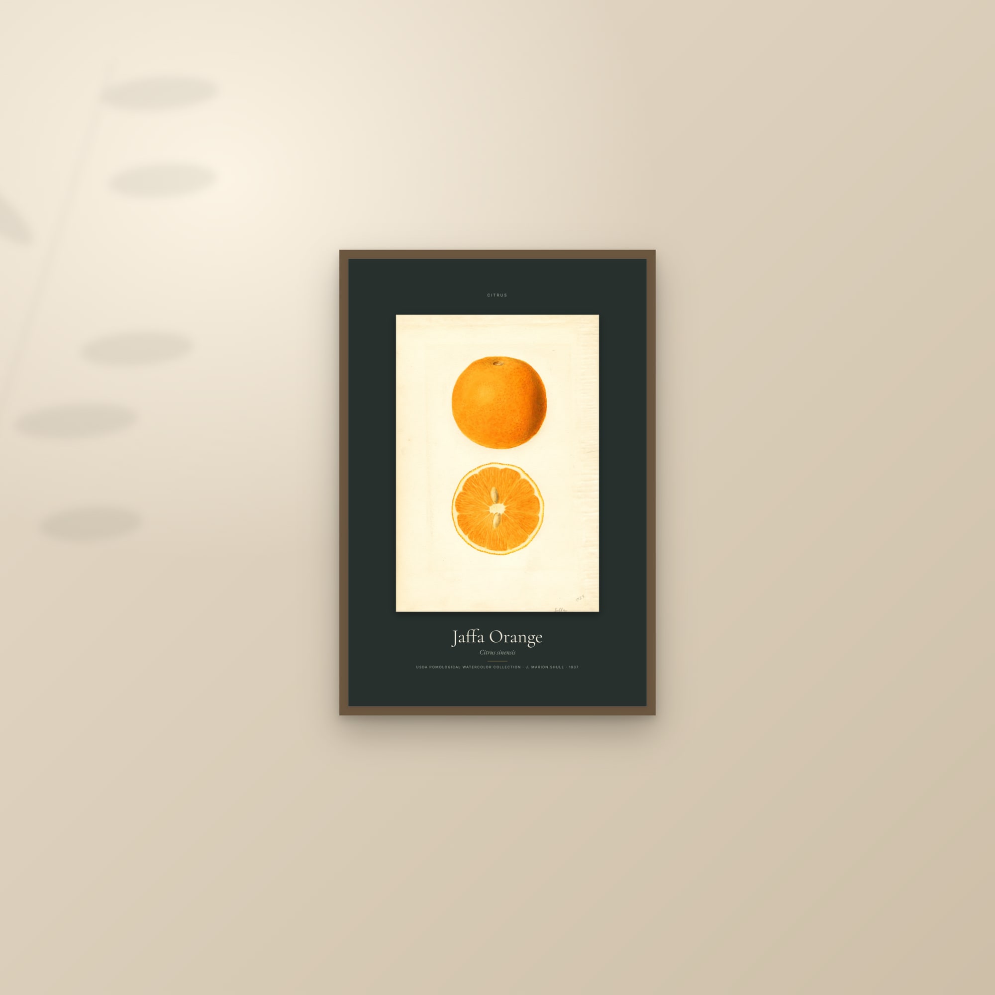 Jaffa Orange — Specimen — framed and styled on a sunlit wall