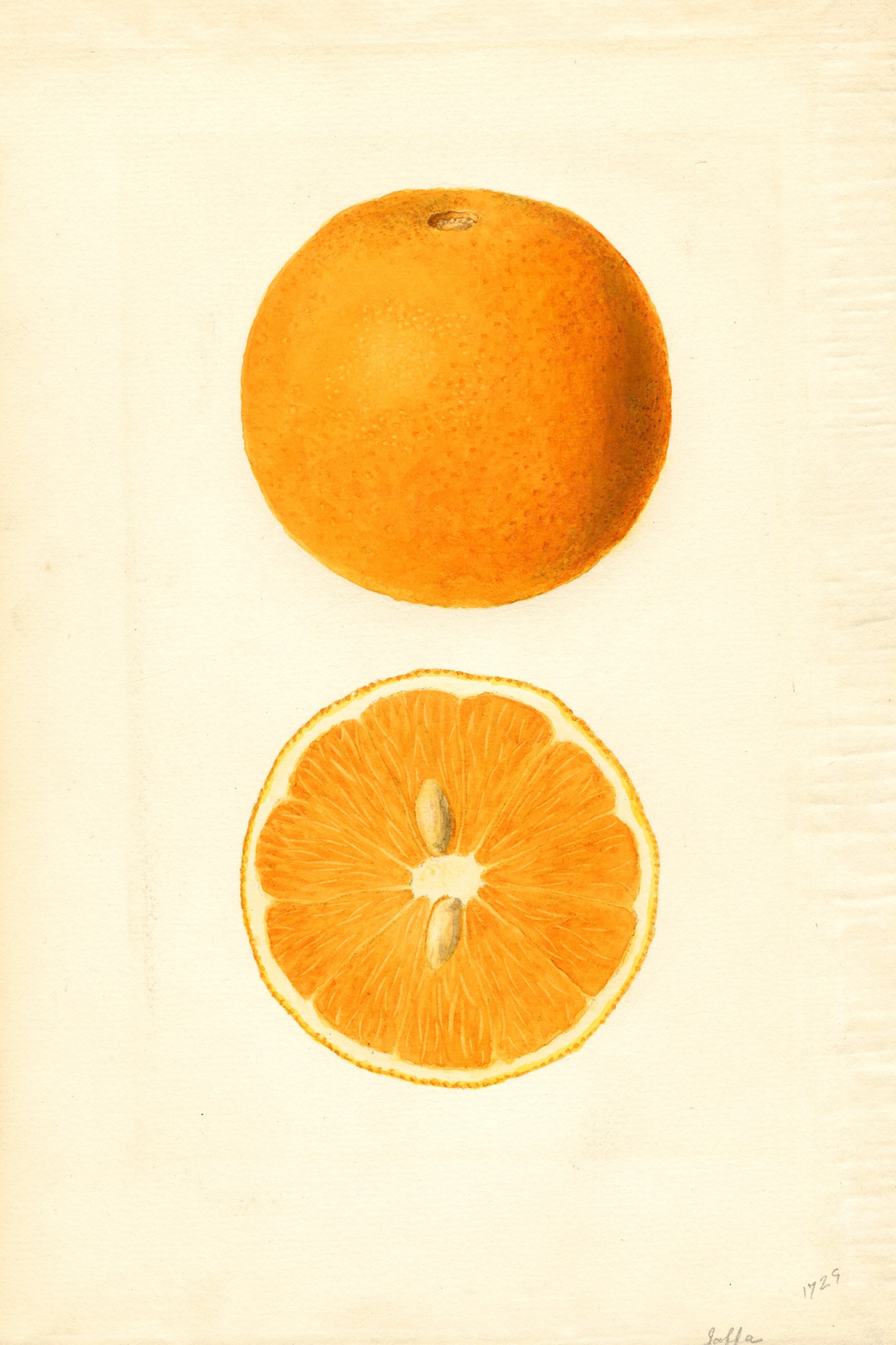 Jaffa Orange