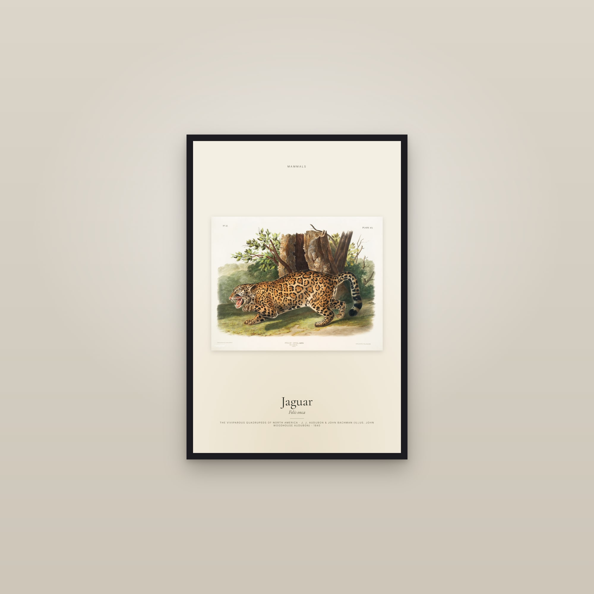 Jaguar — framed in a gallery setting