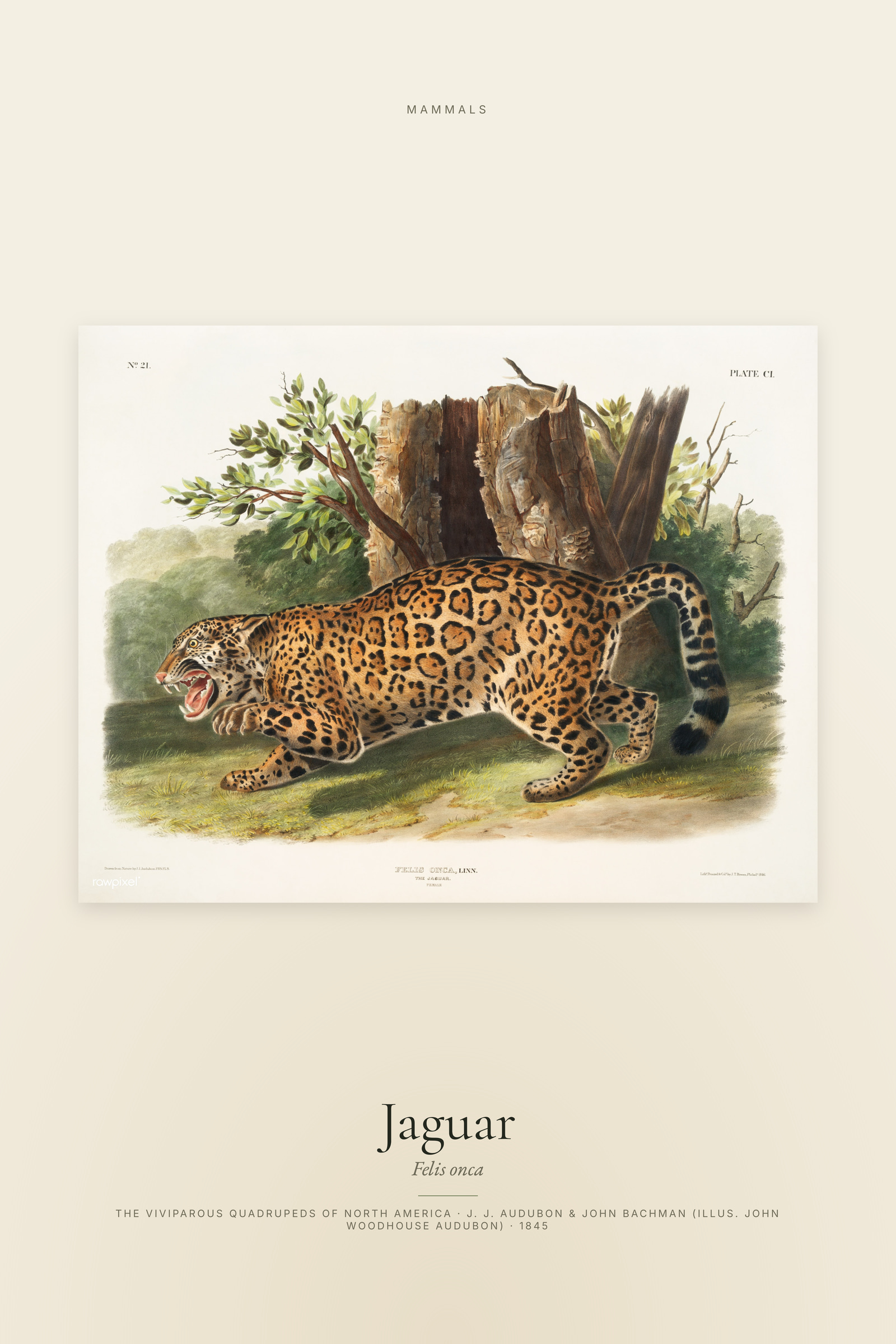 Jaguar
