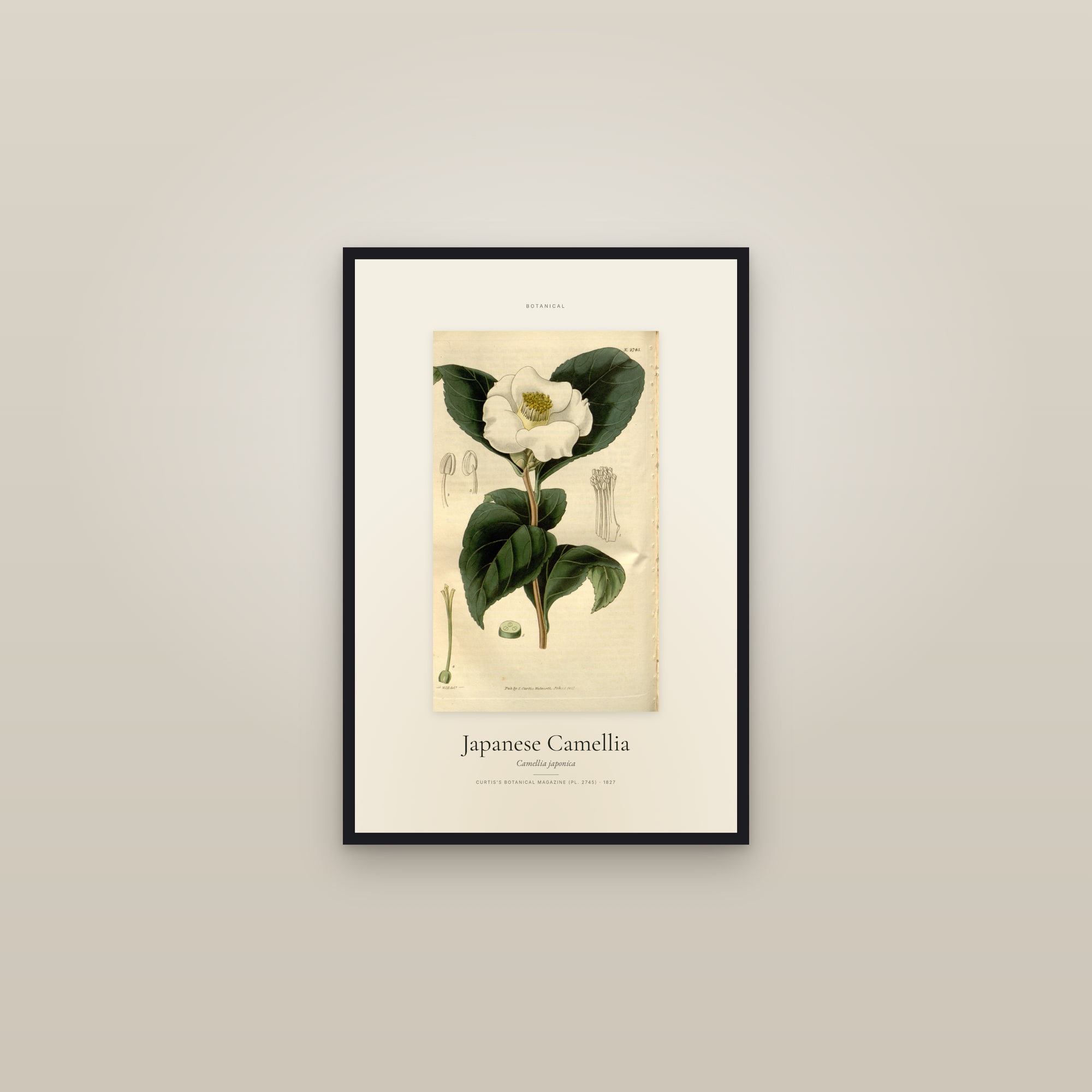 Japanese Camellia — Specimen — framed in a gallery setting