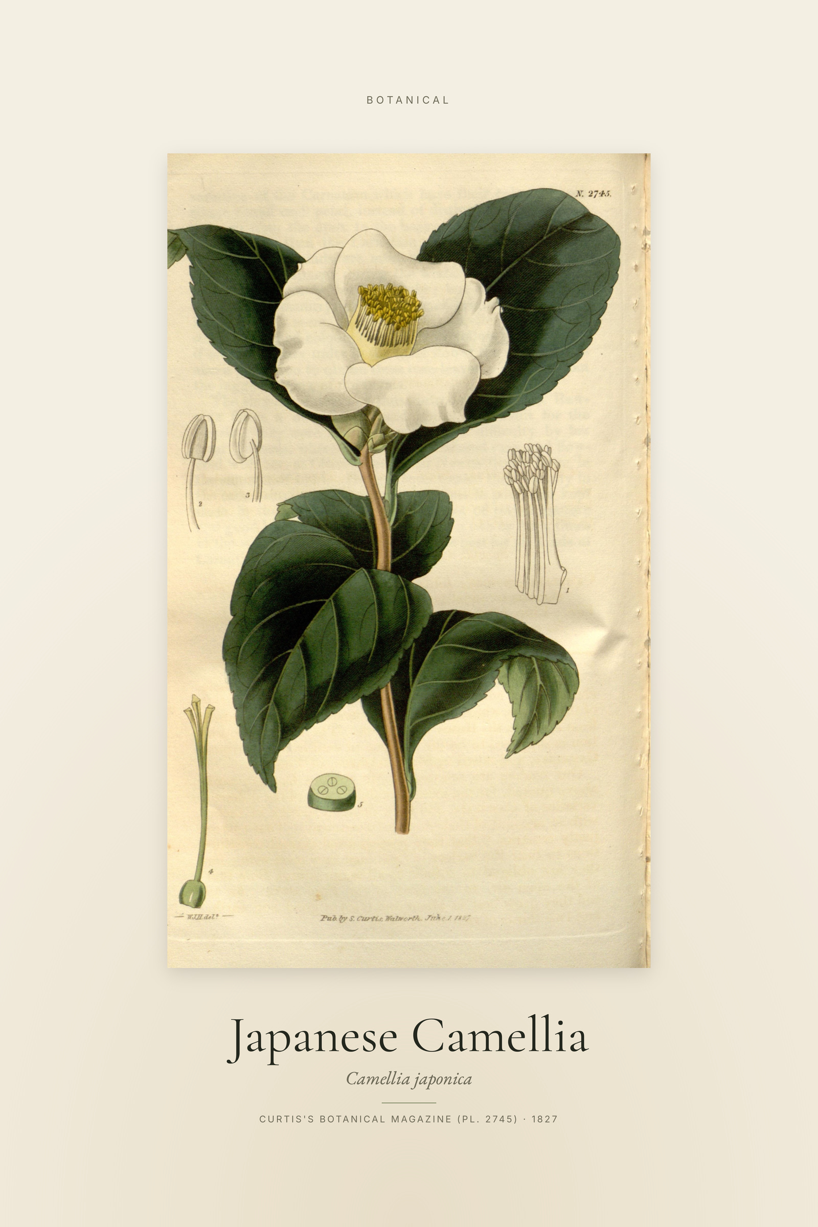 Japanese Camellia — Specimen
