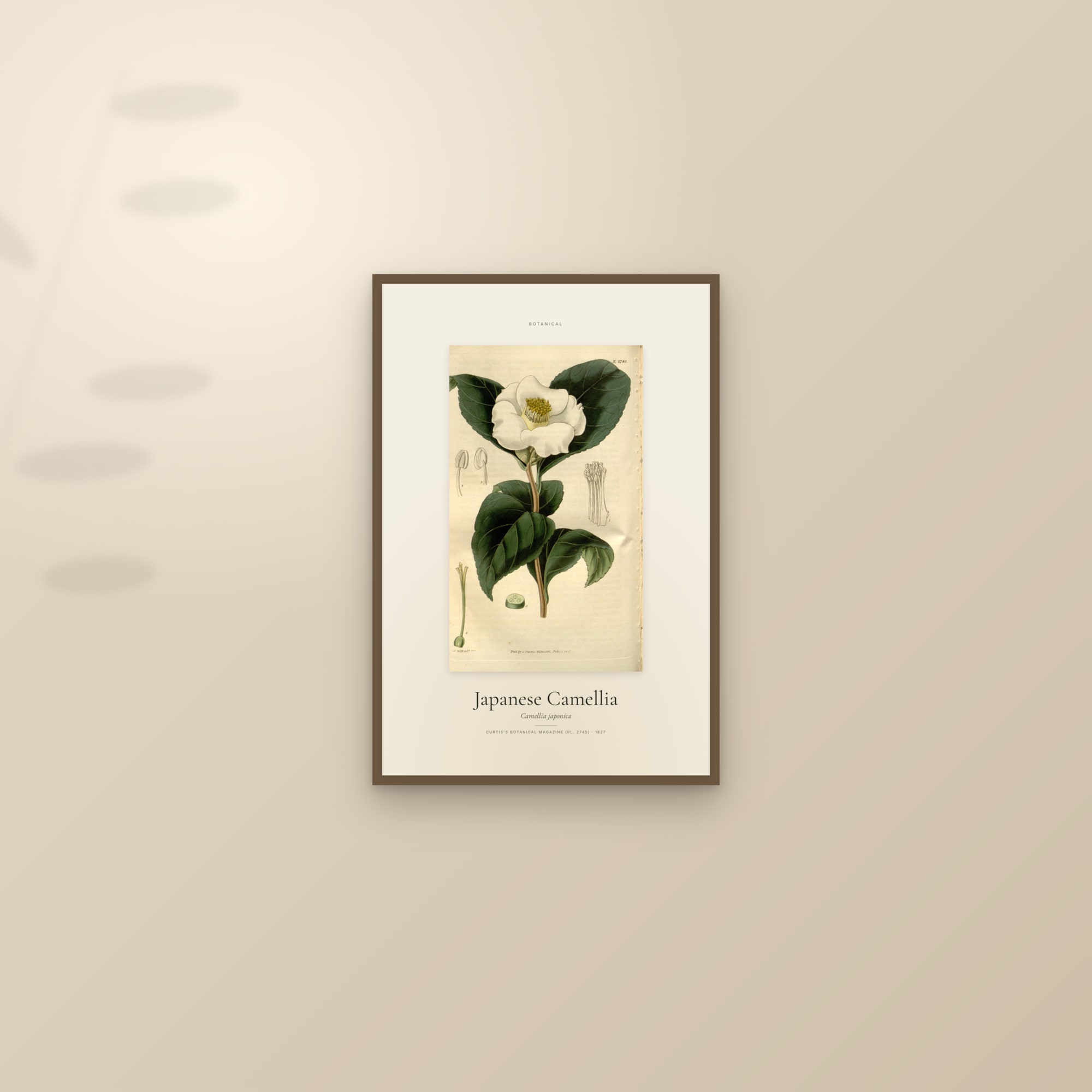Japanese Camellia — Specimen — framed and styled on a sunlit wall