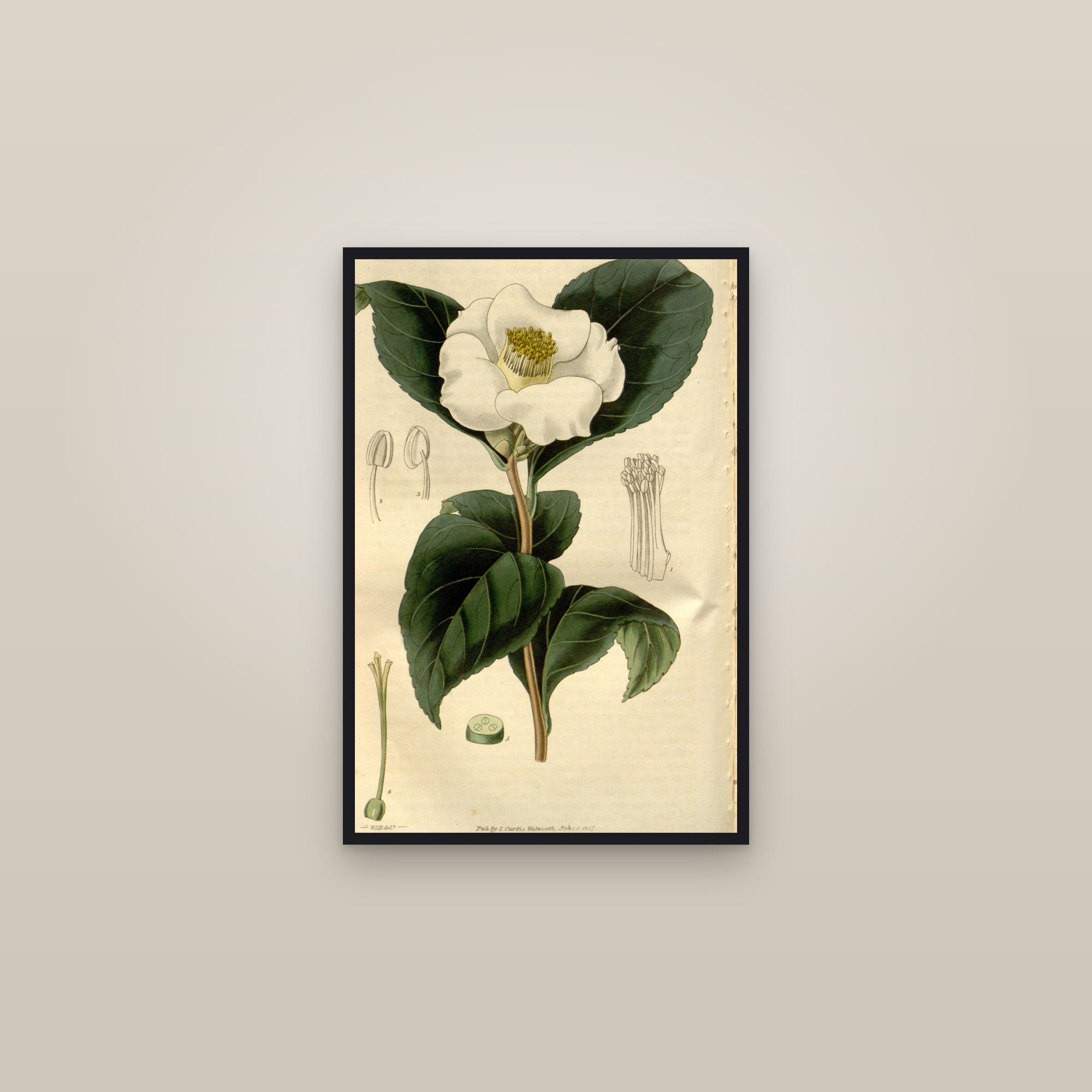 Japanese Camellia — framed in a gallery setting