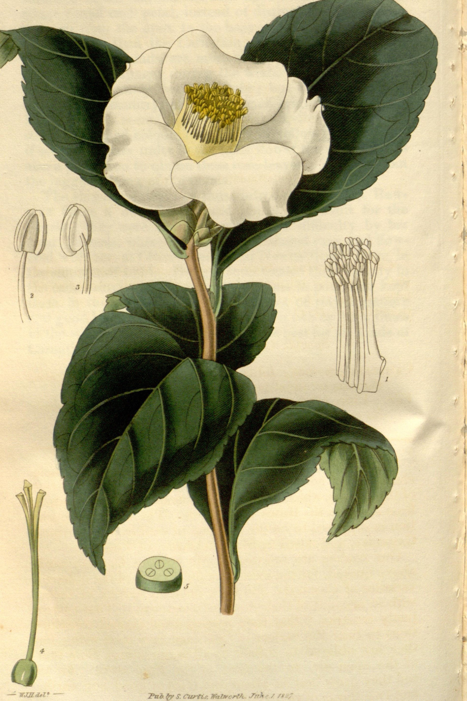 Japanese Camellia