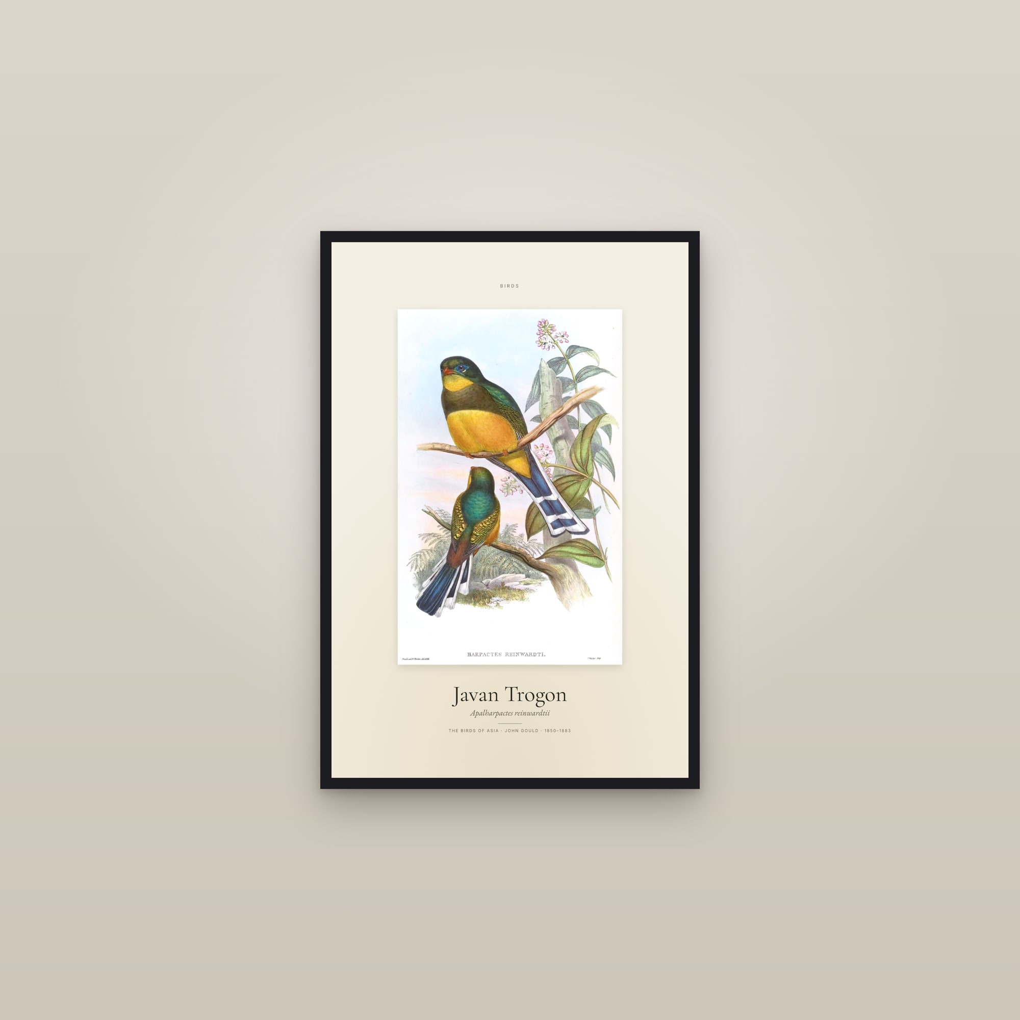 Javan Trogon — Specimen — framed in a gallery setting