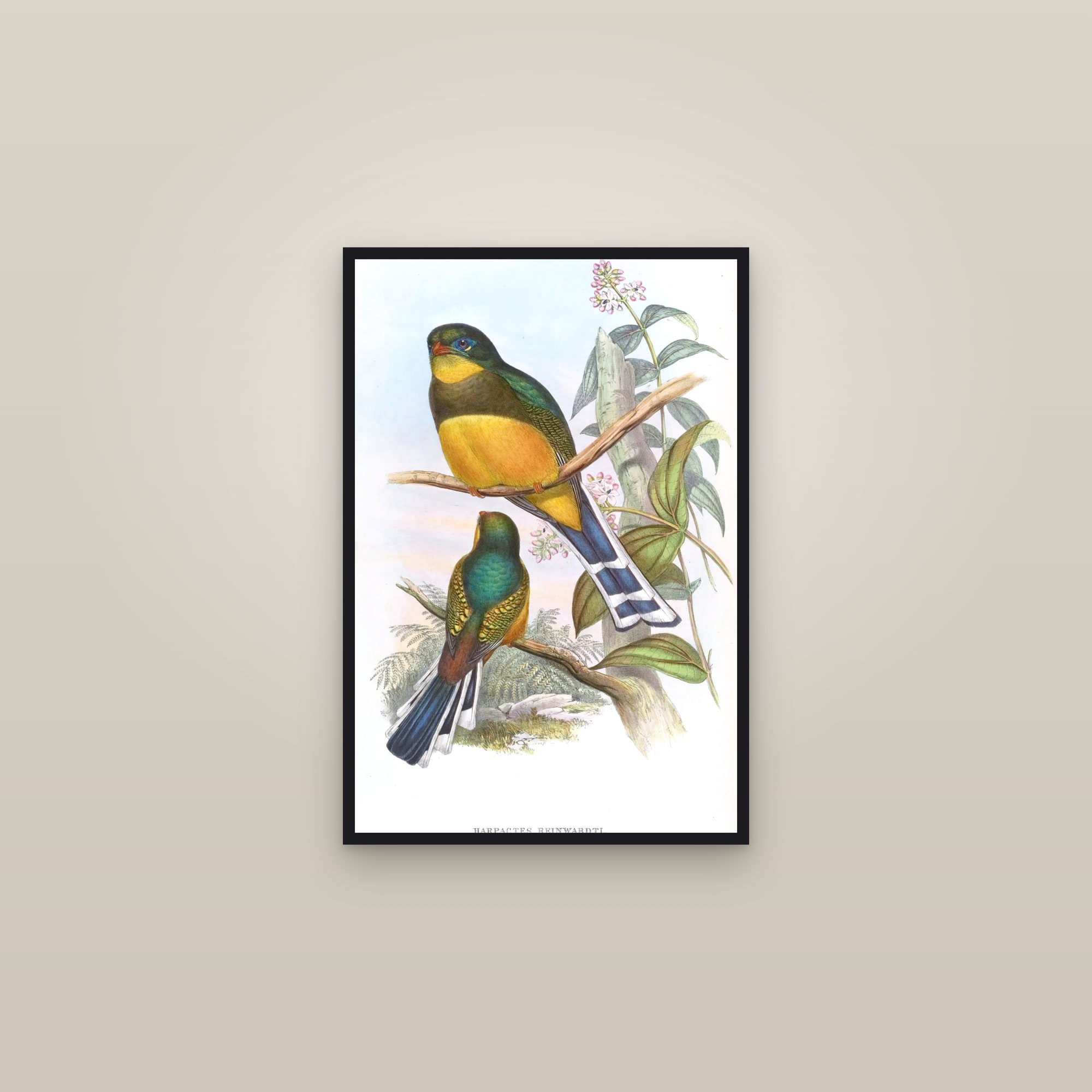 Javan Trogon — framed in a gallery setting