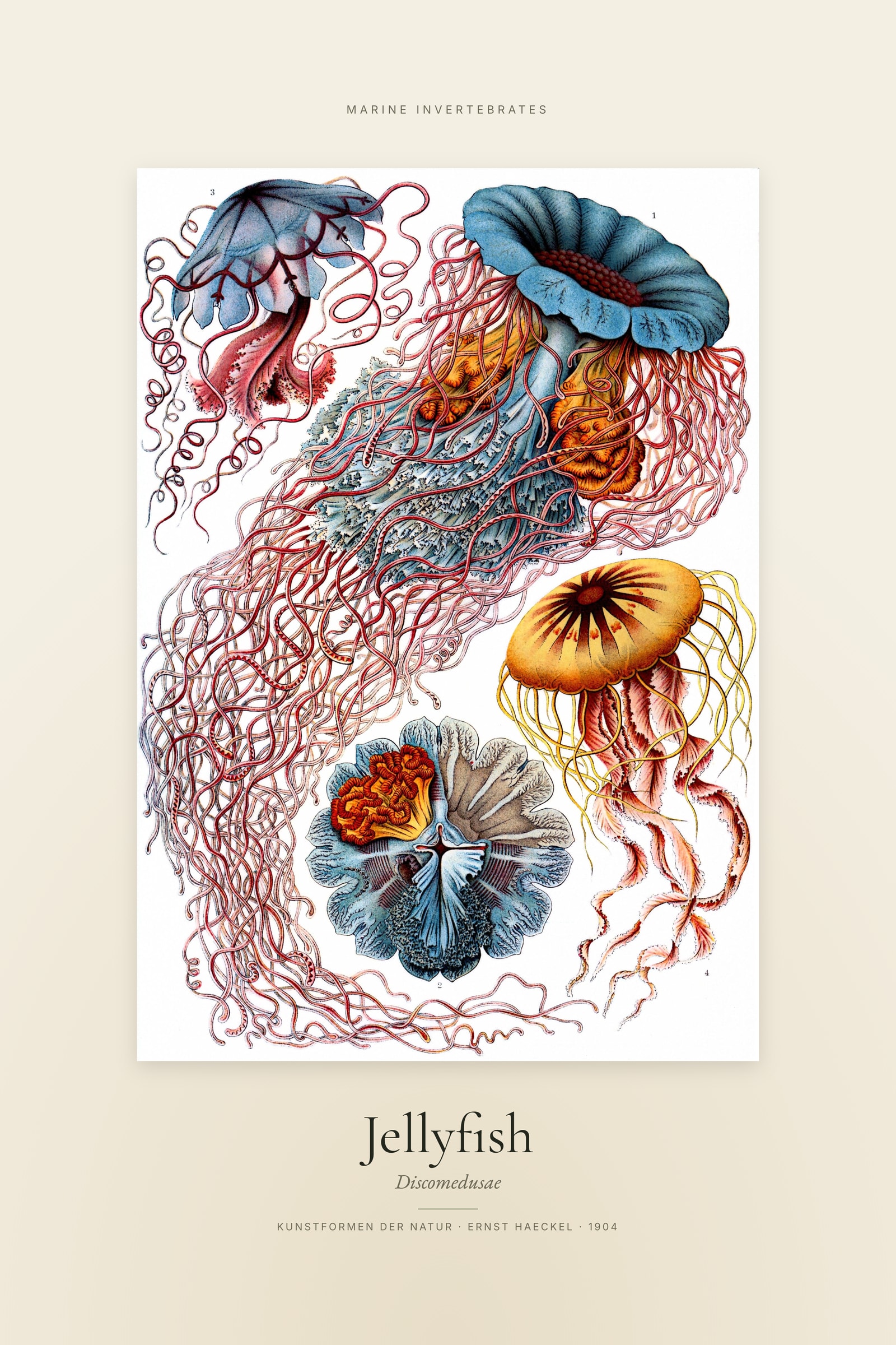 Jellyfish — Specimen
