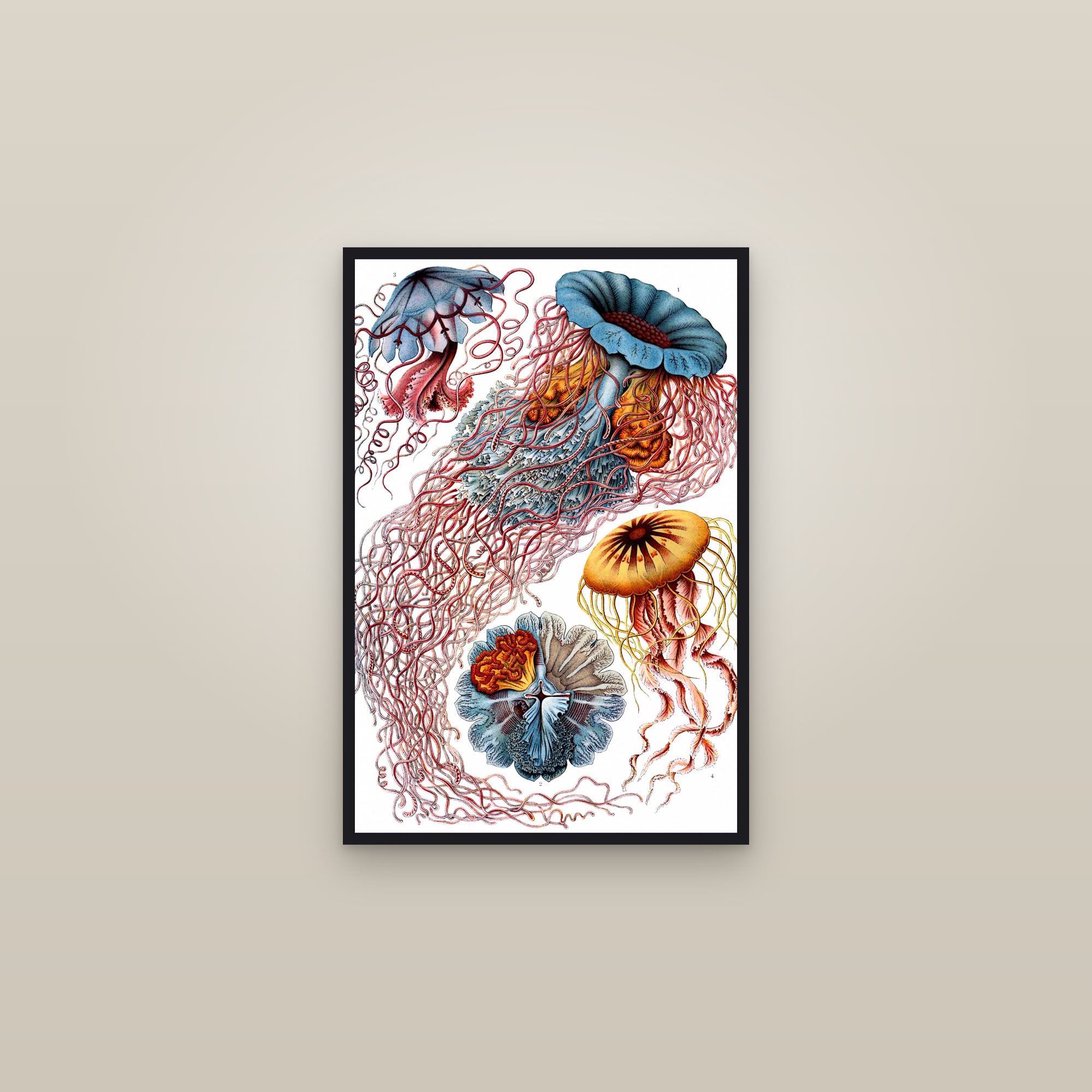 Jellyfish — framed in a gallery setting