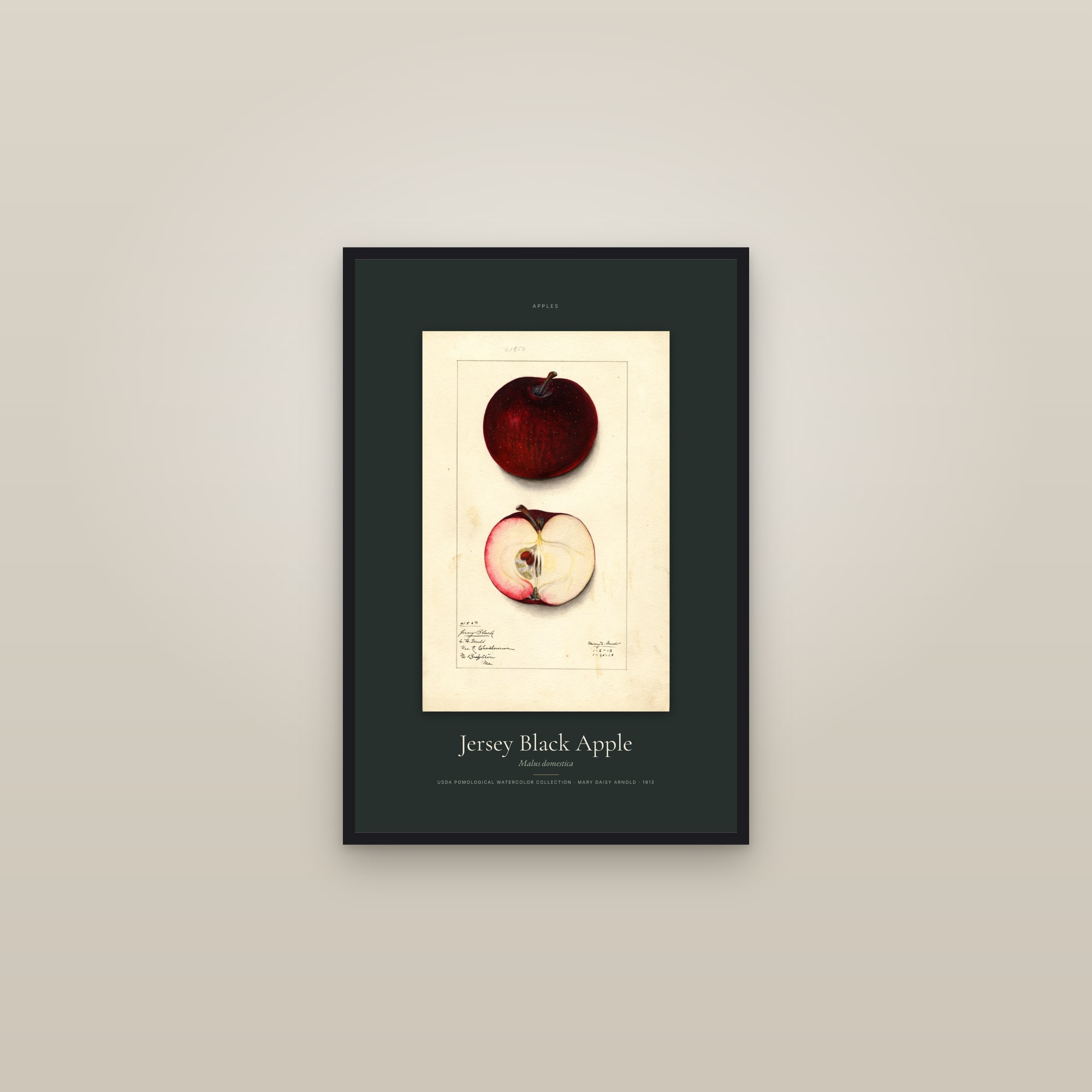 Jersey Black Apple — Specimen — framed in a gallery setting