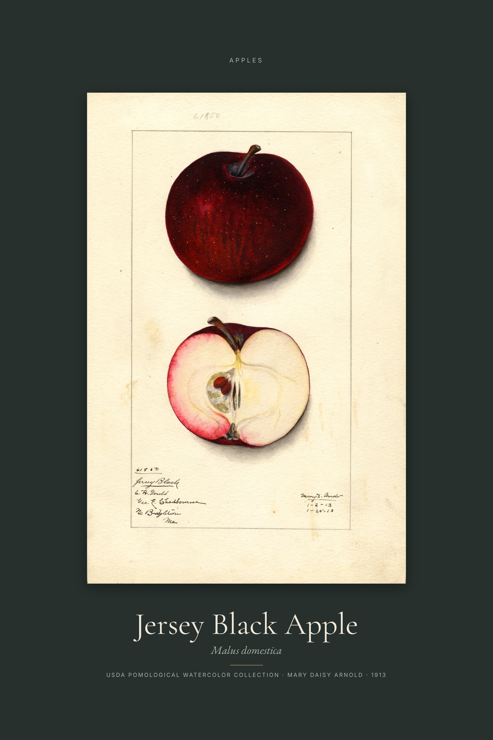 Jersey Black Apple — Specimen