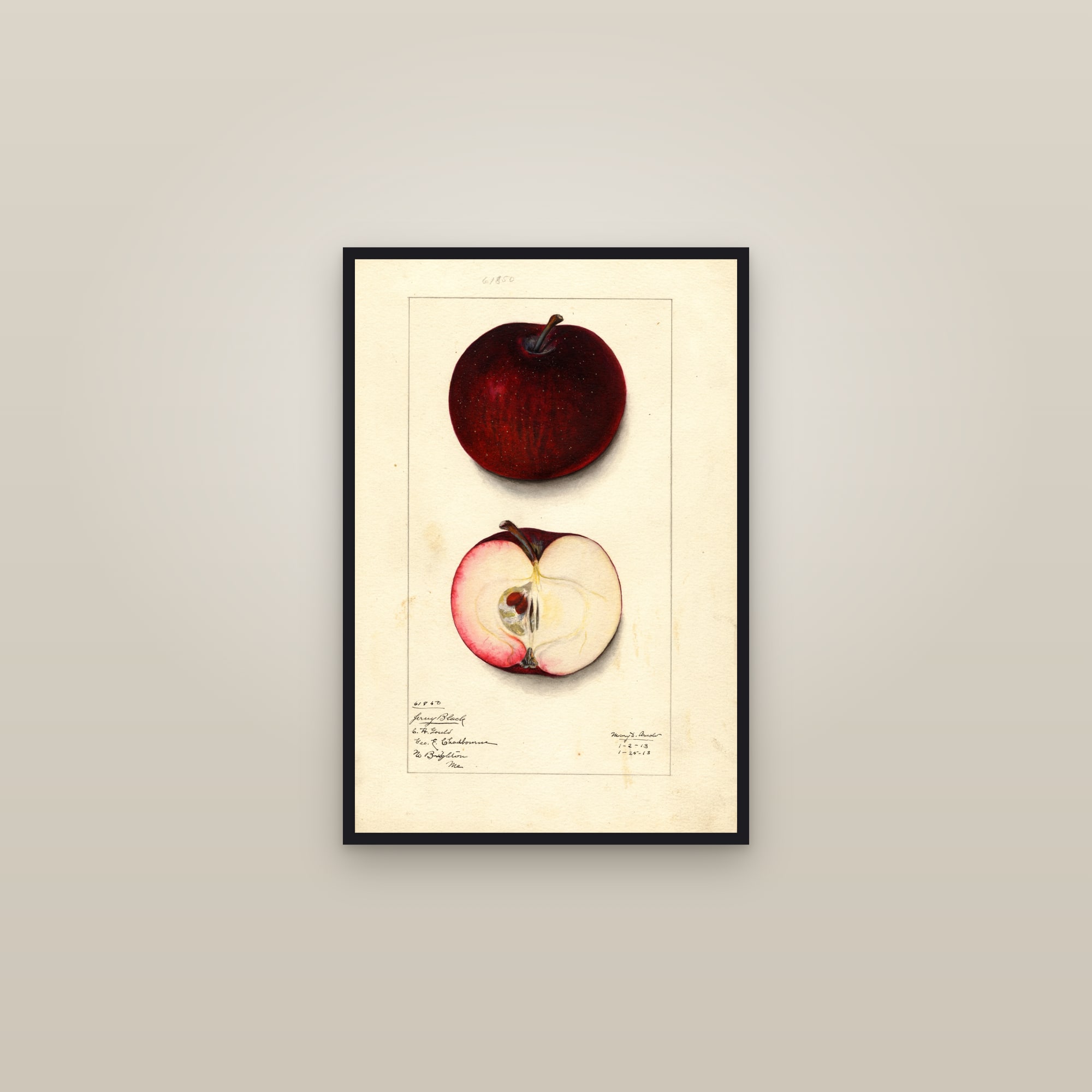Jersey Black Apple — framed in a gallery setting