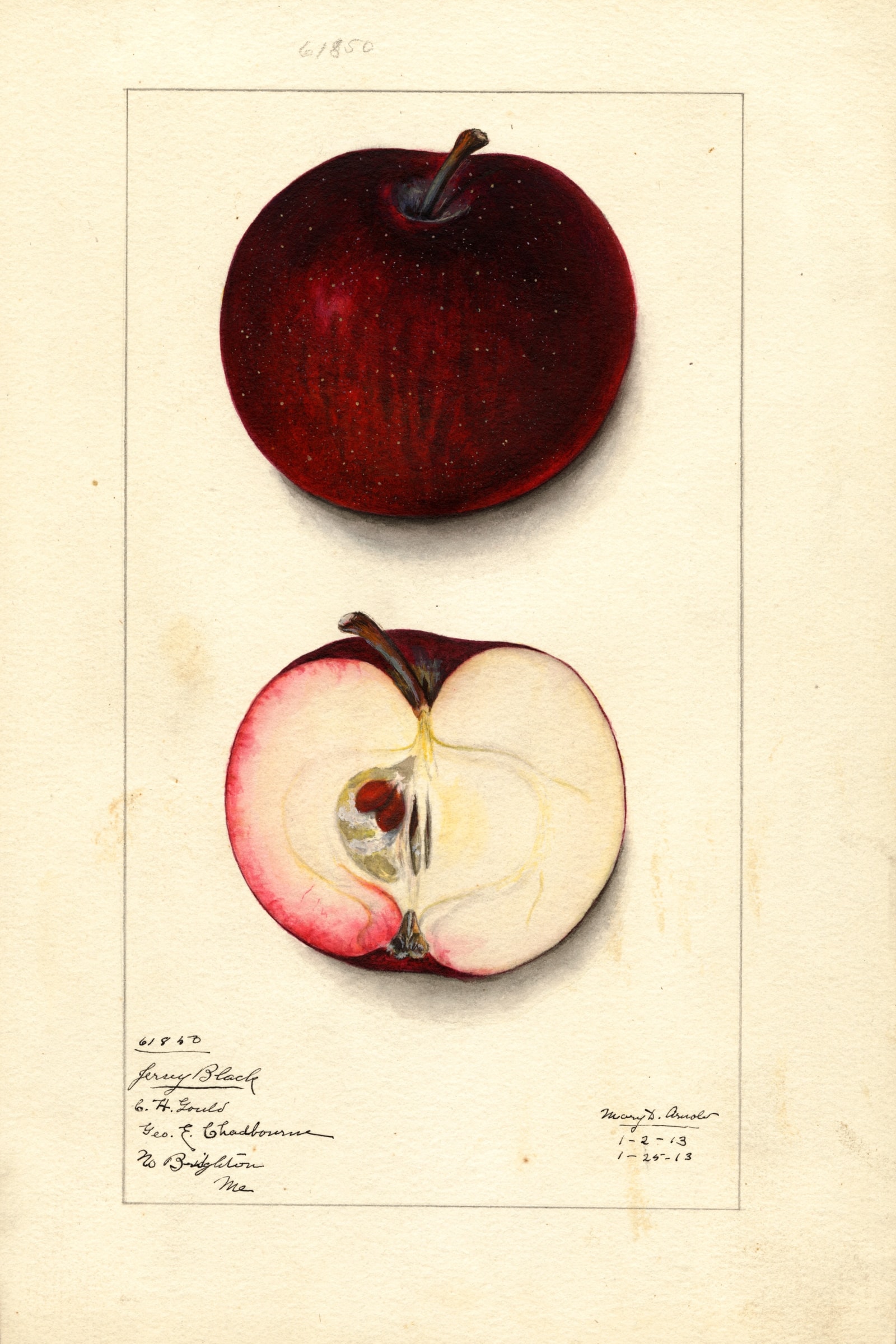Jersey Black Apple