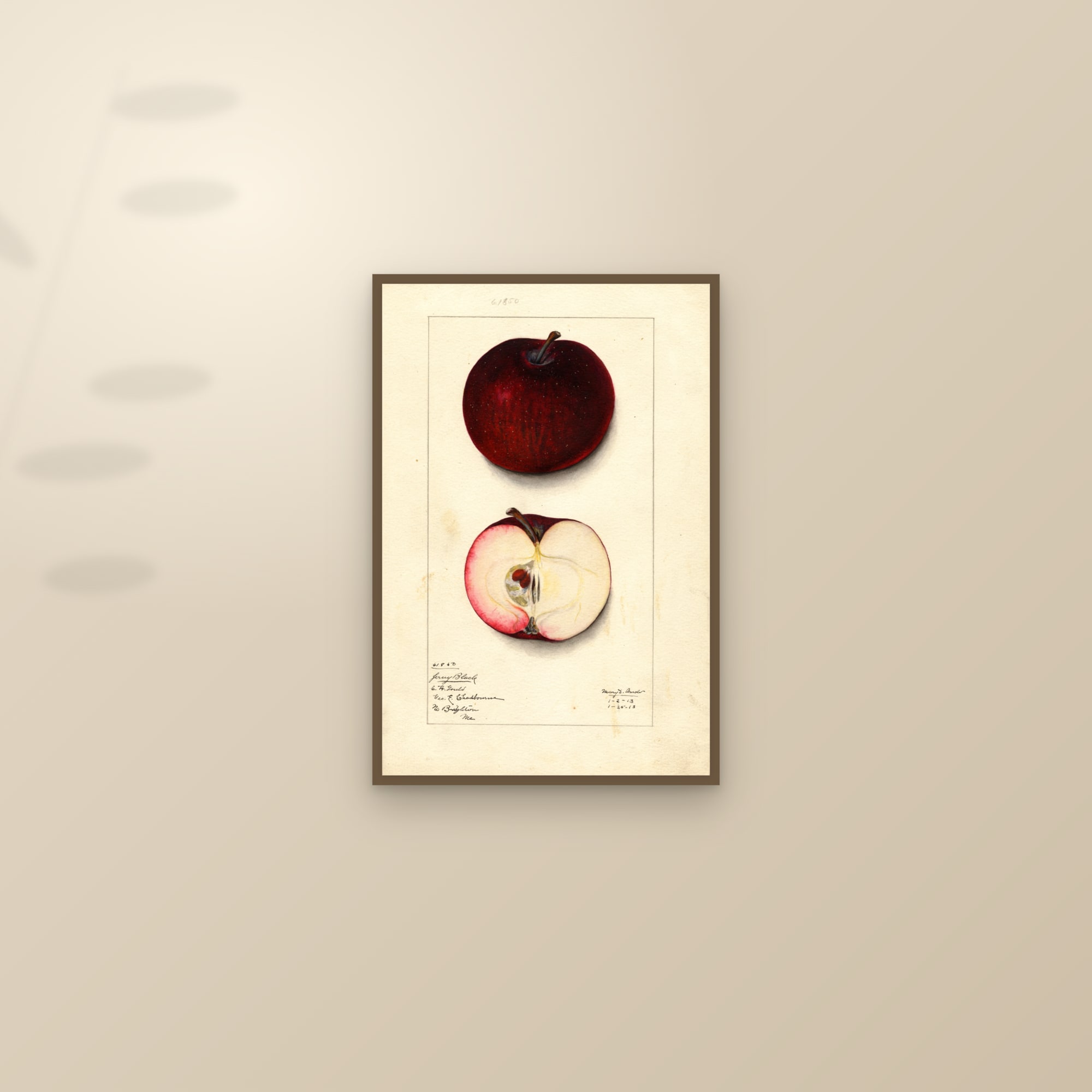 Jersey Black Apple — framed and styled on a sunlit wall